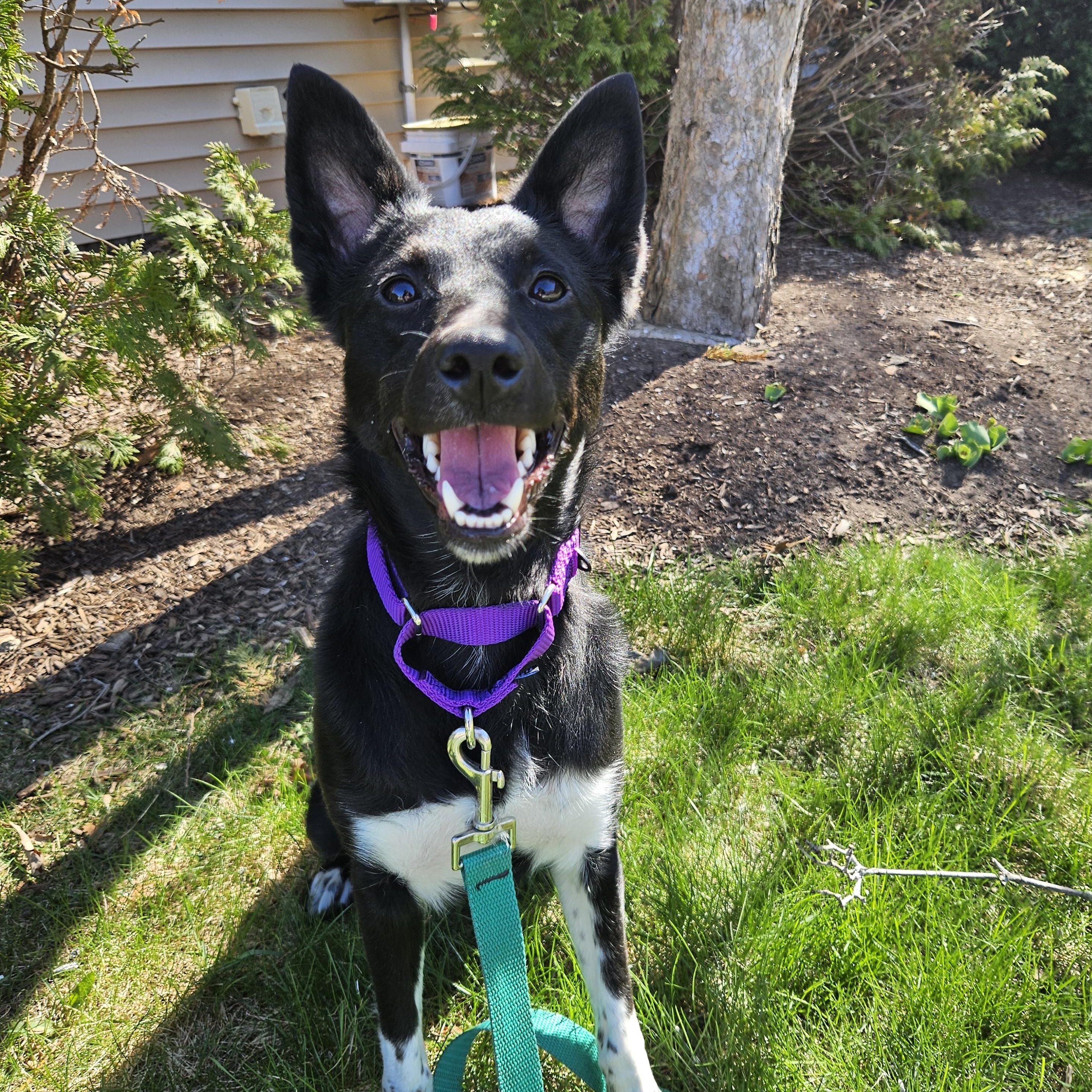 Enlarge Midnight, a ADOPTABLE mixed breed in Medfield, MA image 4/6