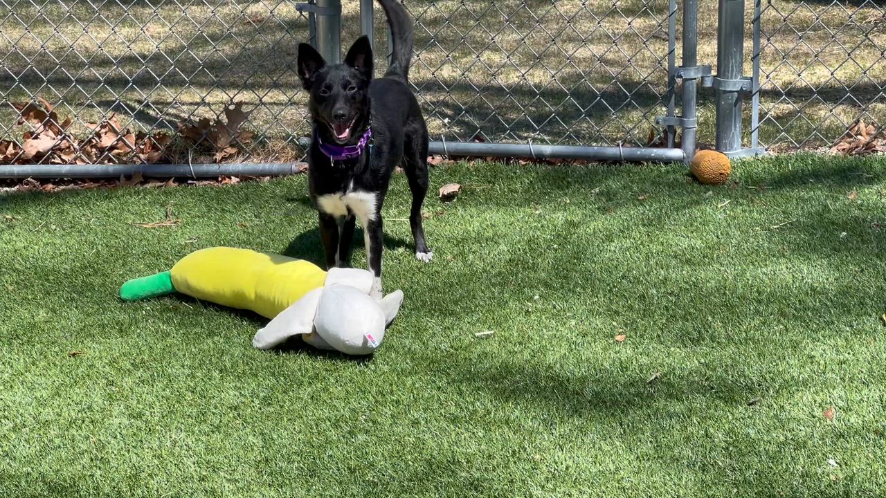 Enlarge Midnight, a ADOPTABLE mixed breed in Medfield, MA video 5/6