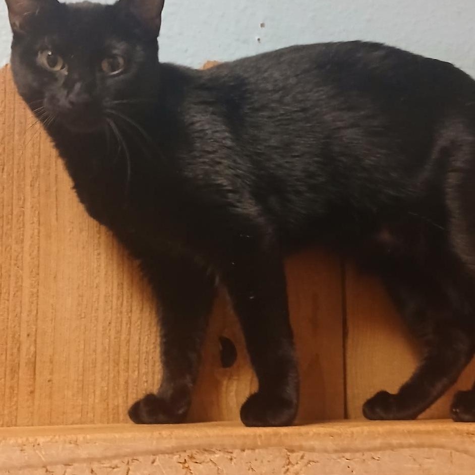 Enlarge Wednesday, a ADOPTABLE Domestic Short Hair in Spokane, WA image 3/3