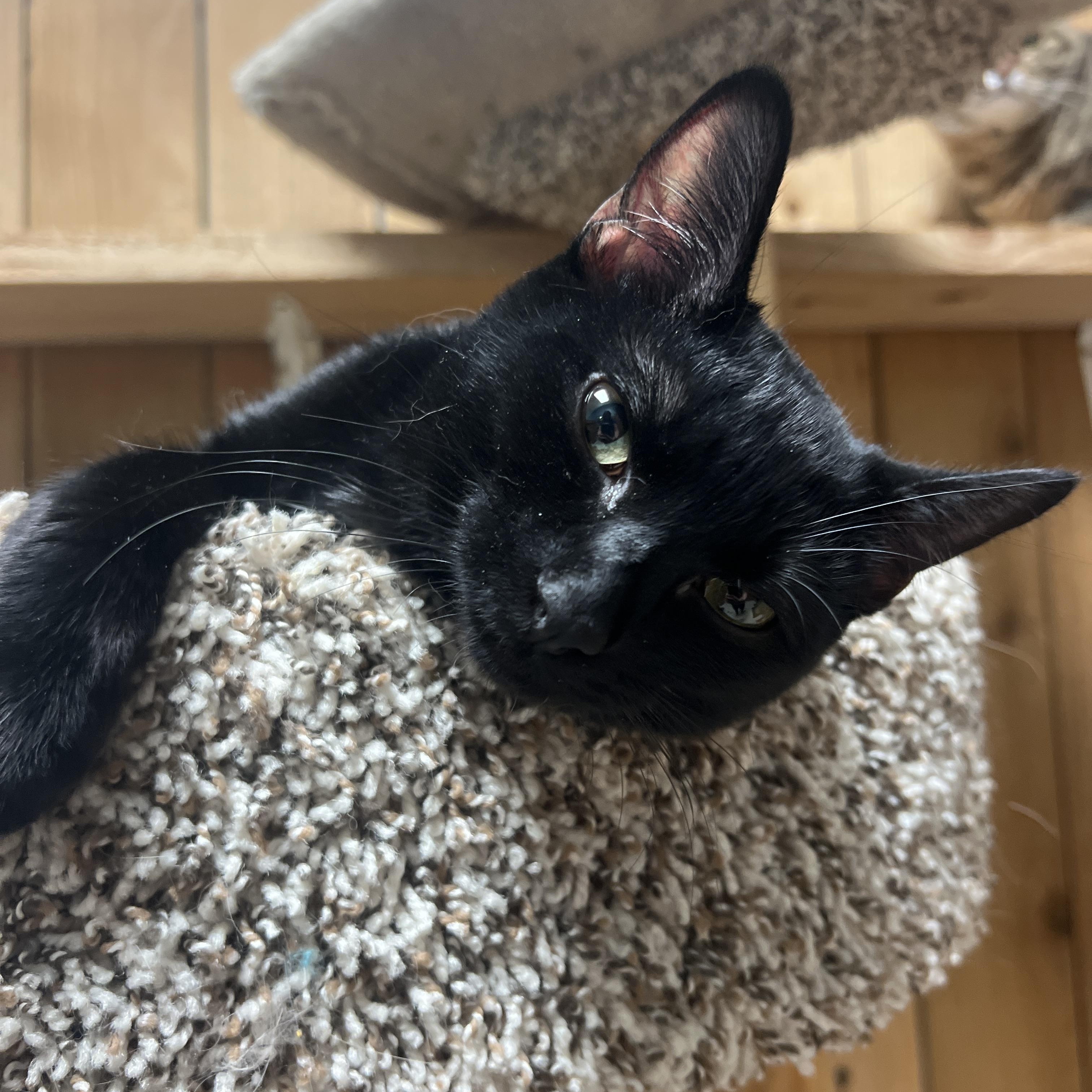 Enlarge Wednesday, a ADOPTABLE Domestic Short Hair in Spokane, WA image 2/3