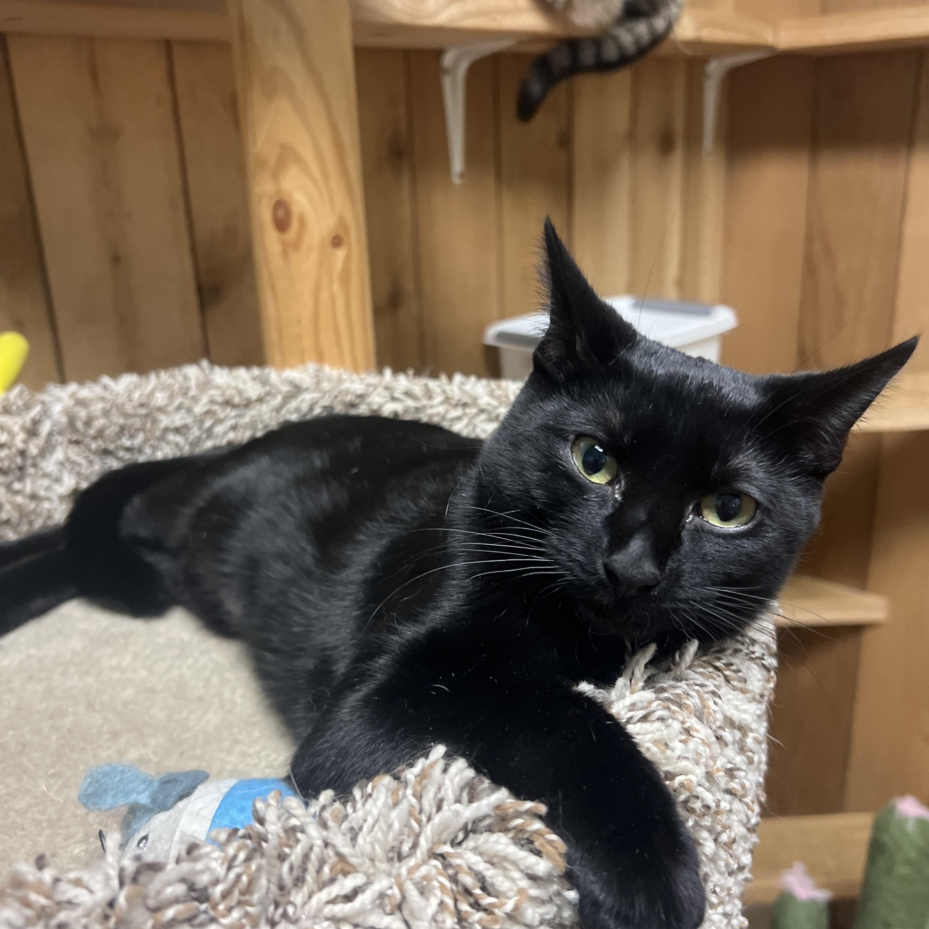 Wednesday, ADOPTABLE, Young Female Domestic Short Hair.