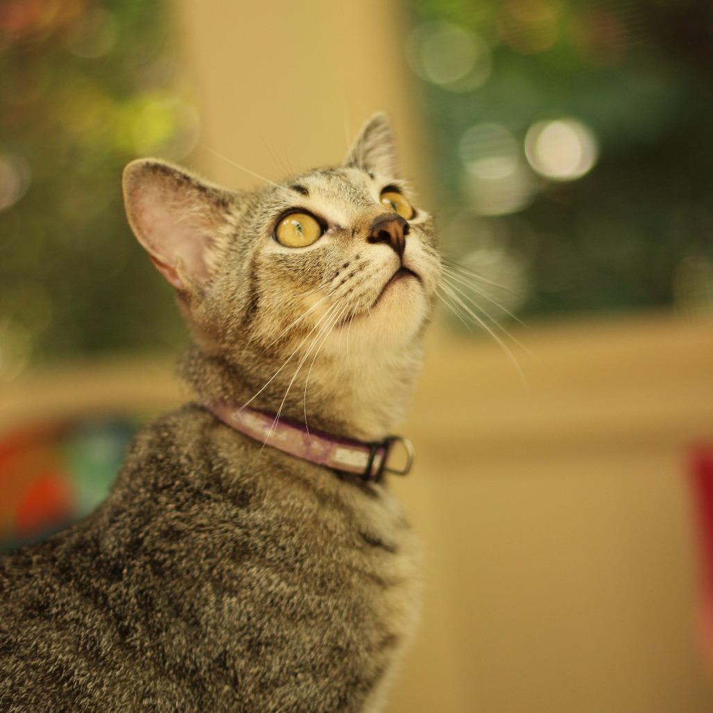 Enlarge Booker, a Adoptable American Shorthair in Hillsborough, NC image 1/3