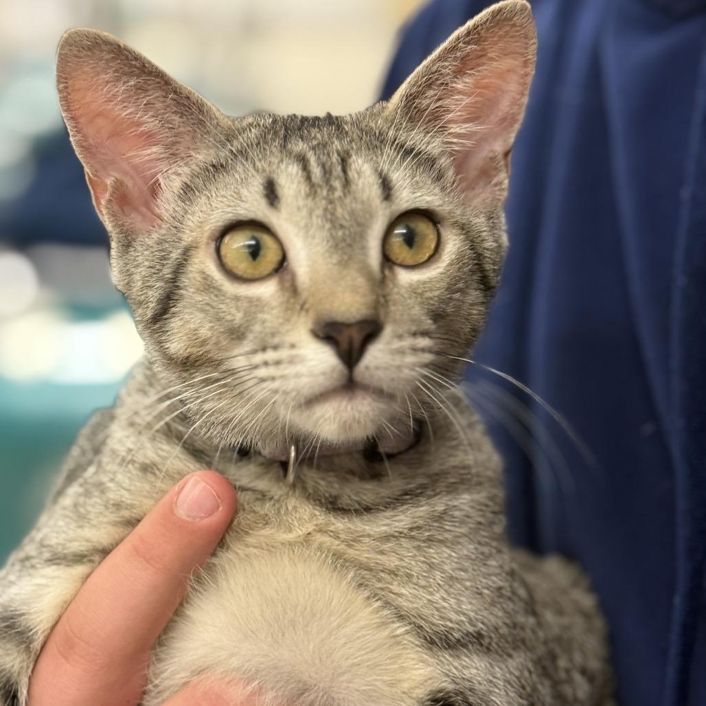 Enlarge Booker, a Adoptable American Shorthair in Hillsborough, NC image 2/3
