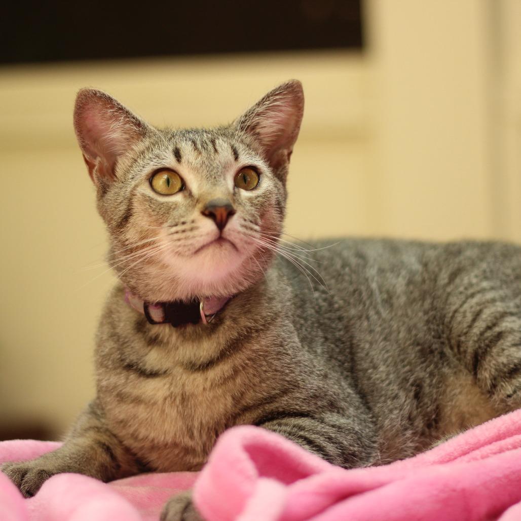 Enlarge Booker, a Adoptable American Shorthair in Hillsborough, NC image 3/3