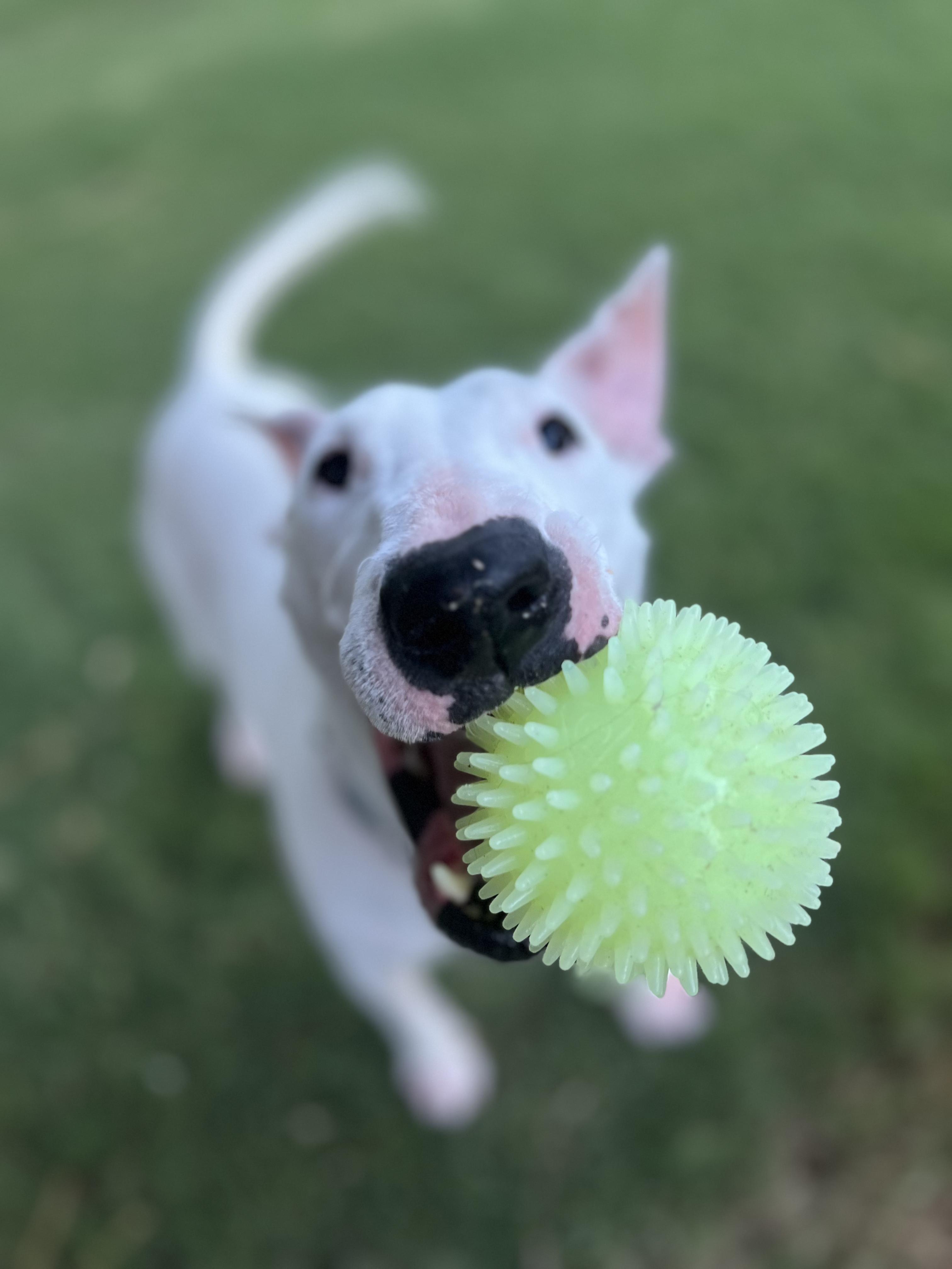 Augustus, a Adoptable Bull Terrier in Peoria, AZ image 1/6