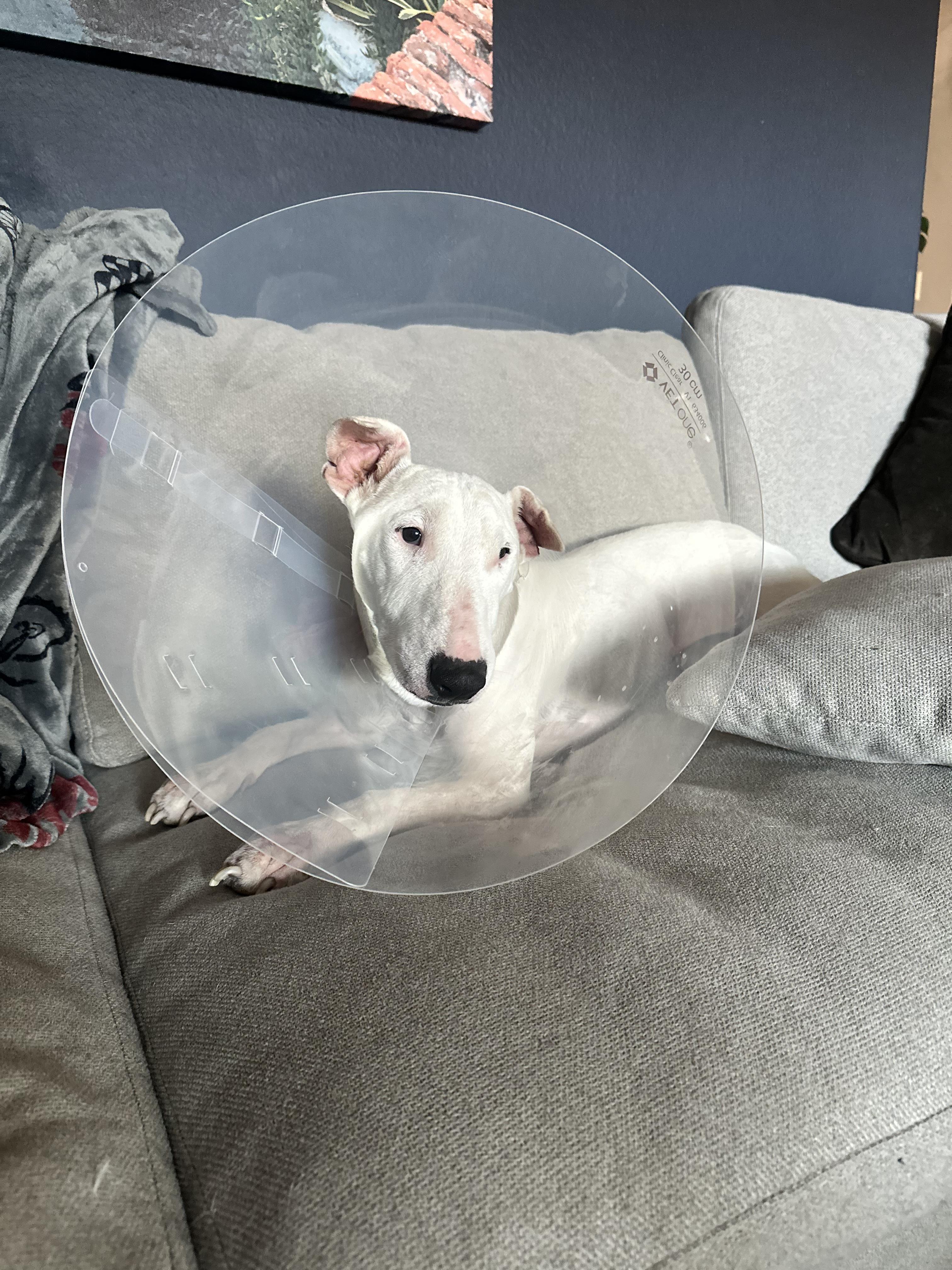 Augustus, a Adoptable Bull Terrier in Peoria, AZ image 5/6