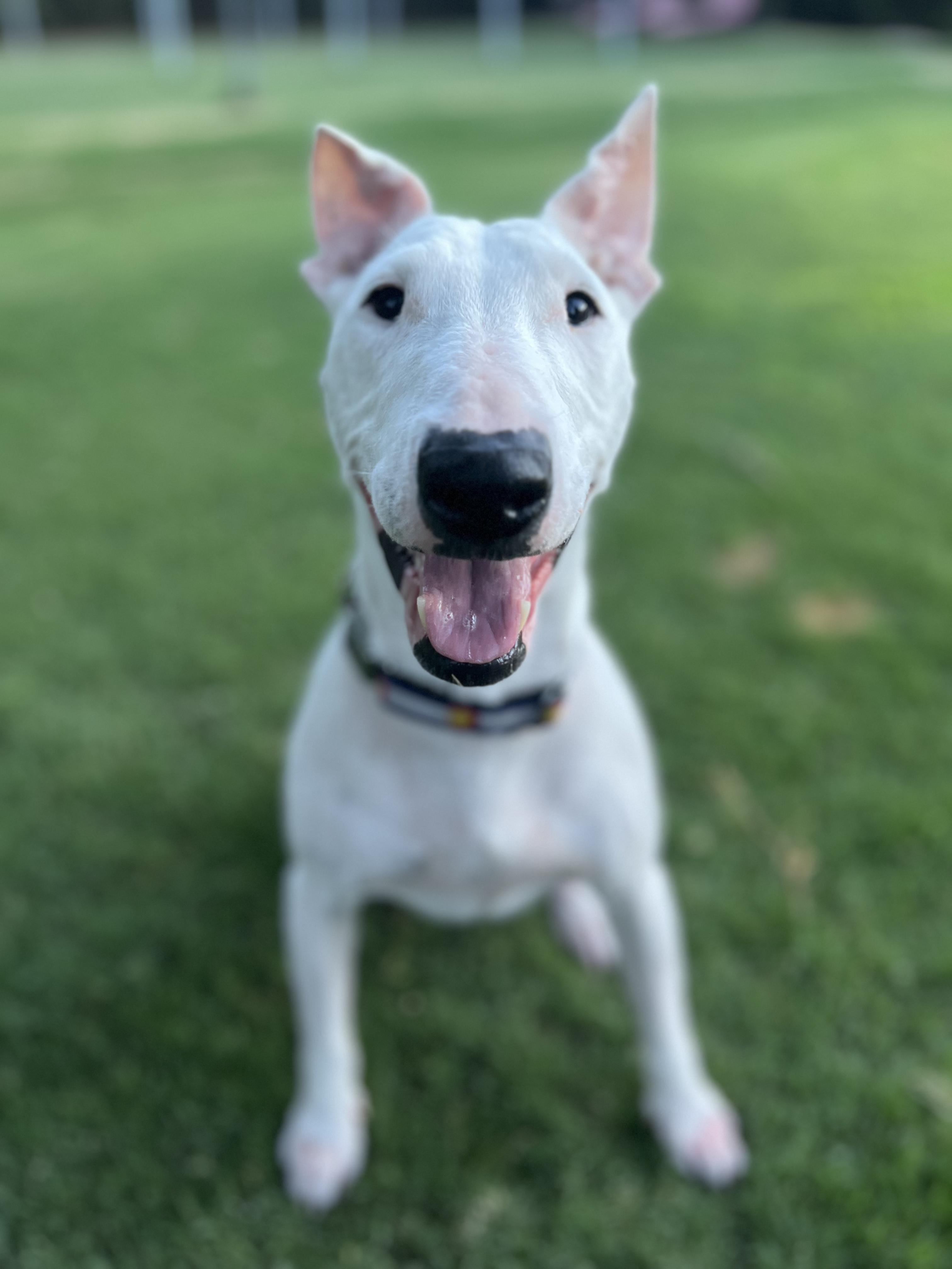 Augustus, a Adoptable Bull Terrier in Peoria, AZ image 2/6