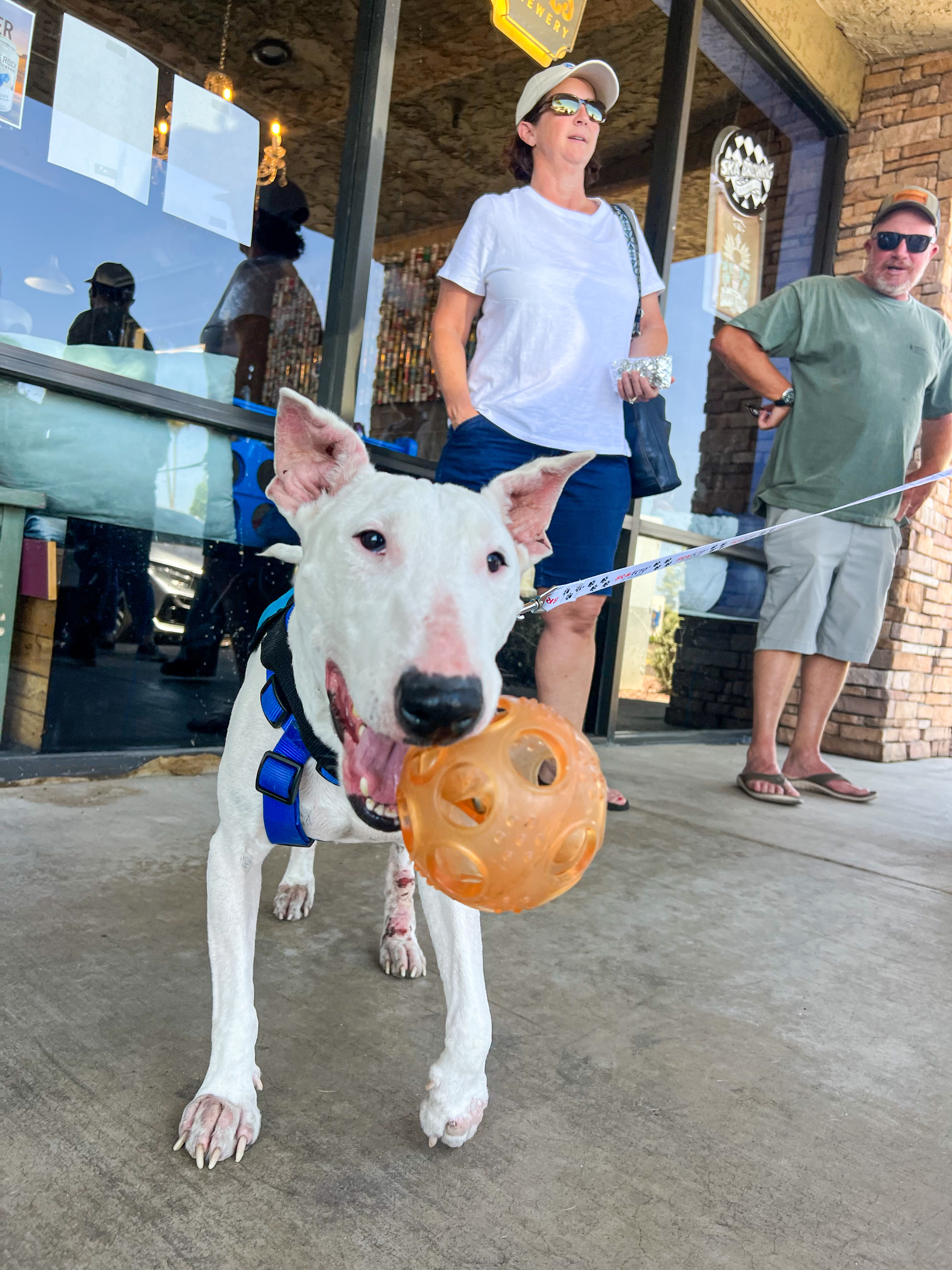 Augustus, a Adoptable Bull Terrier in Peoria, AZ image 6/6