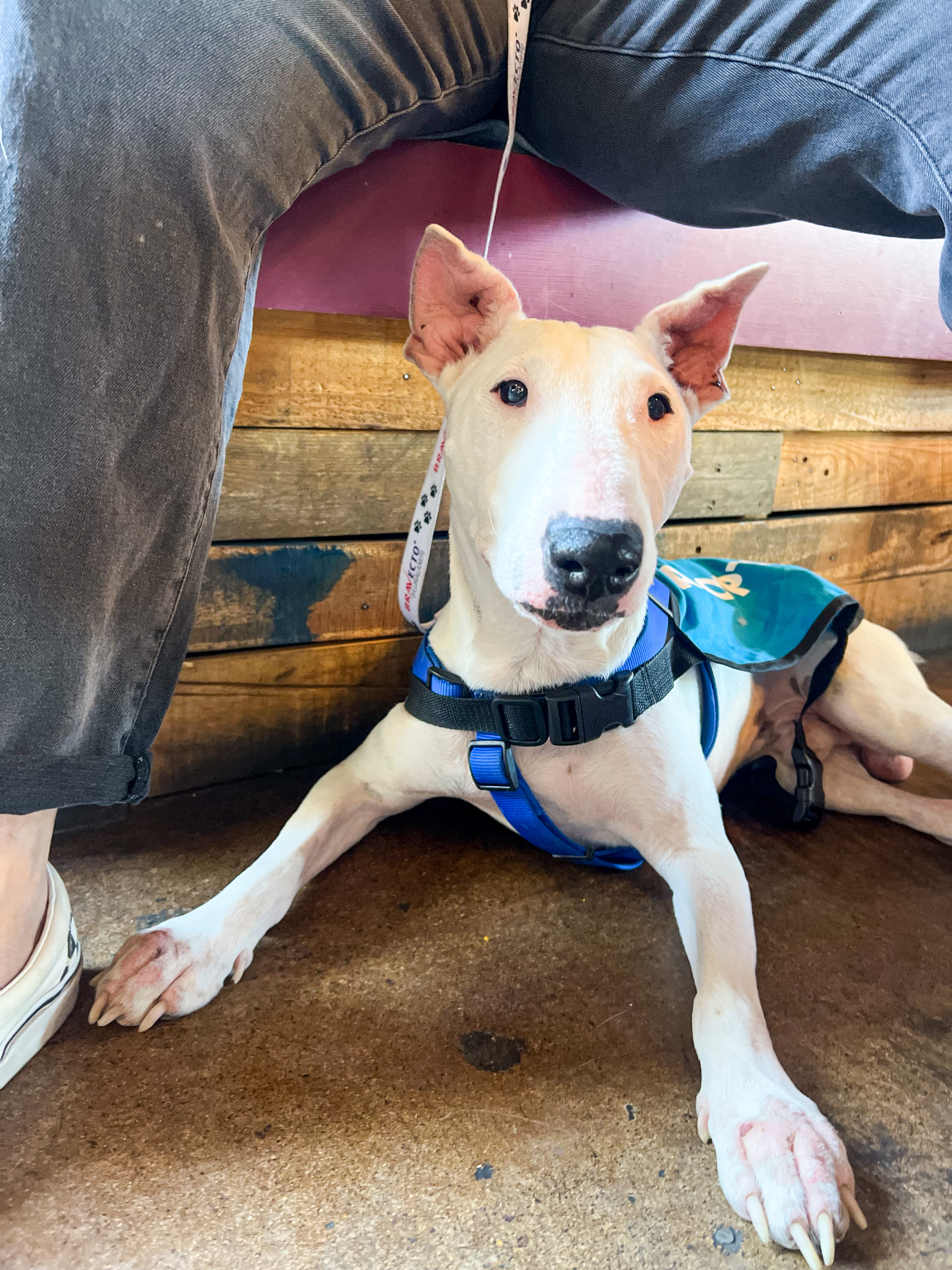 Augustus, a Adoptable Bull Terrier in Peoria, AZ image 4/6