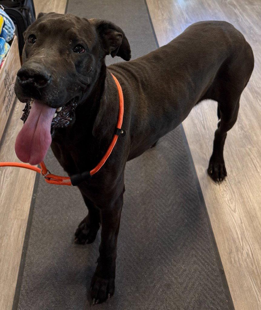 Bear, Adoptable, Young Male Mixed Breed.