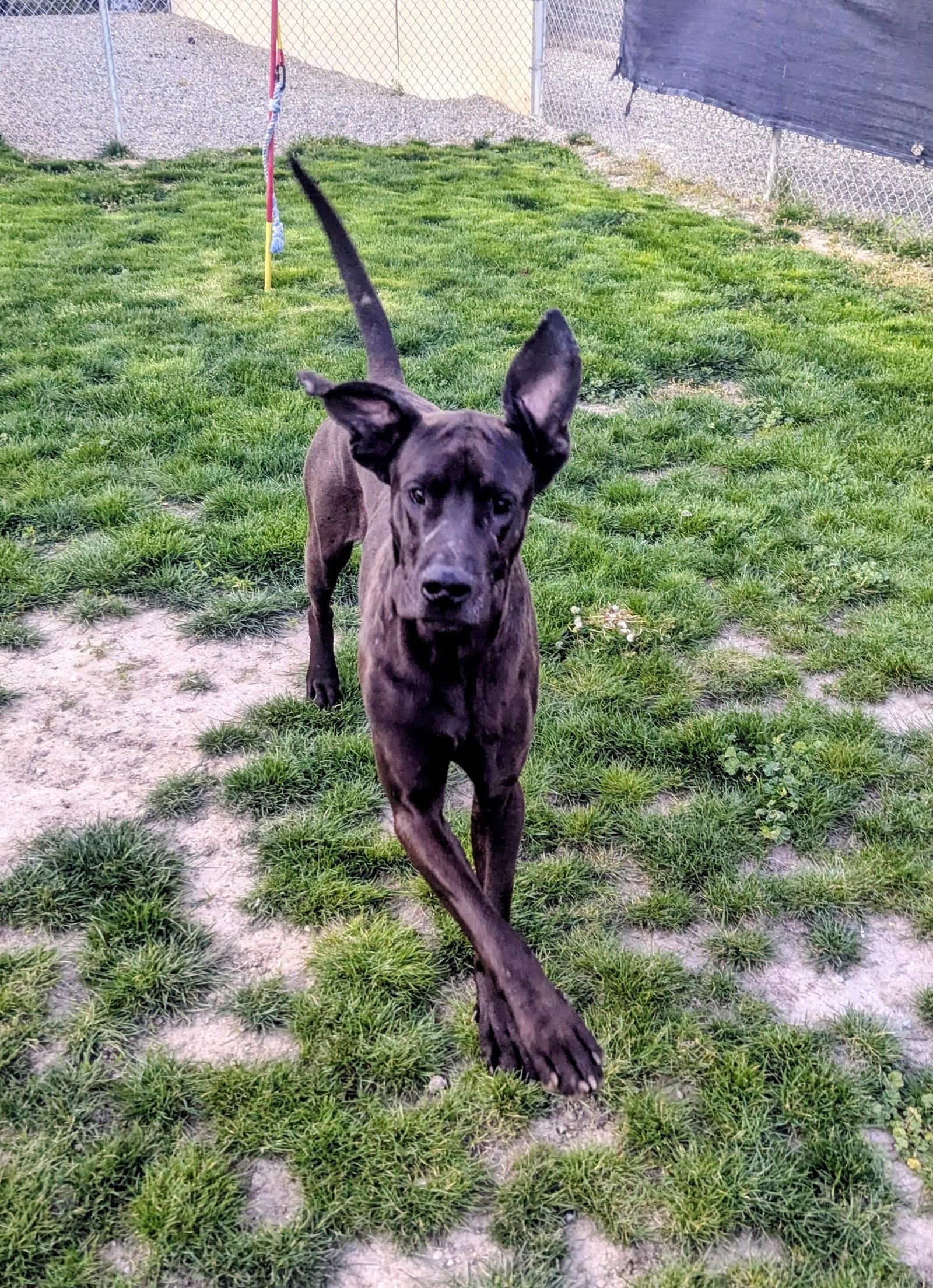 Enlarge Bear, a Adoptable Mixed Breed in Emmett, ID image 2/2