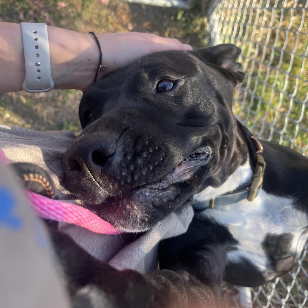 Inky, Adoptable, Adult Female Australian Cattle Dog / Blue Heeler & American Bulldog.