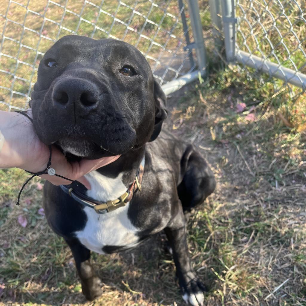 Inky, a Adoptable mixed breed in Milford, IA image 3/6