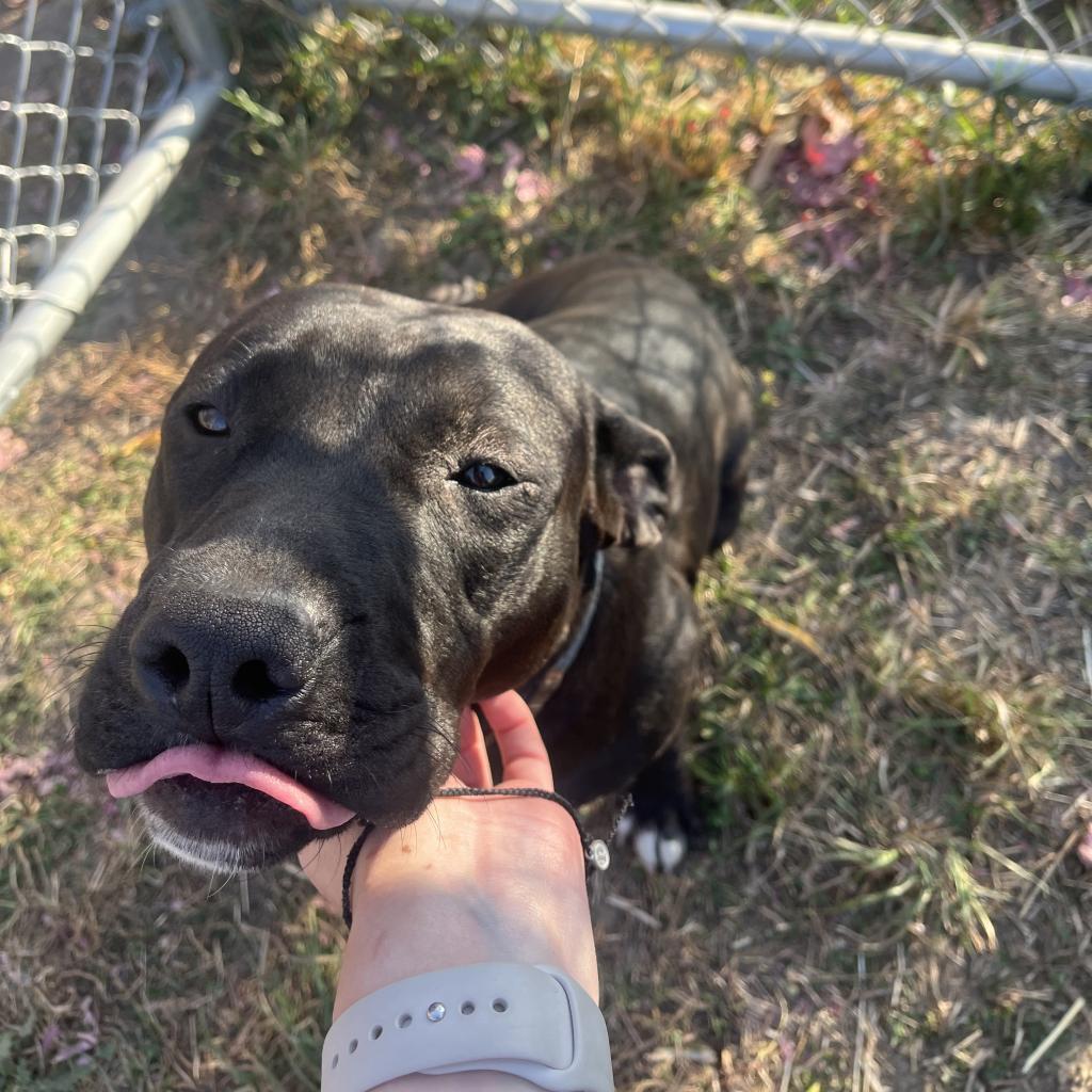 Inky, a Adoptable mixed breed in Milford, IA image 4/6