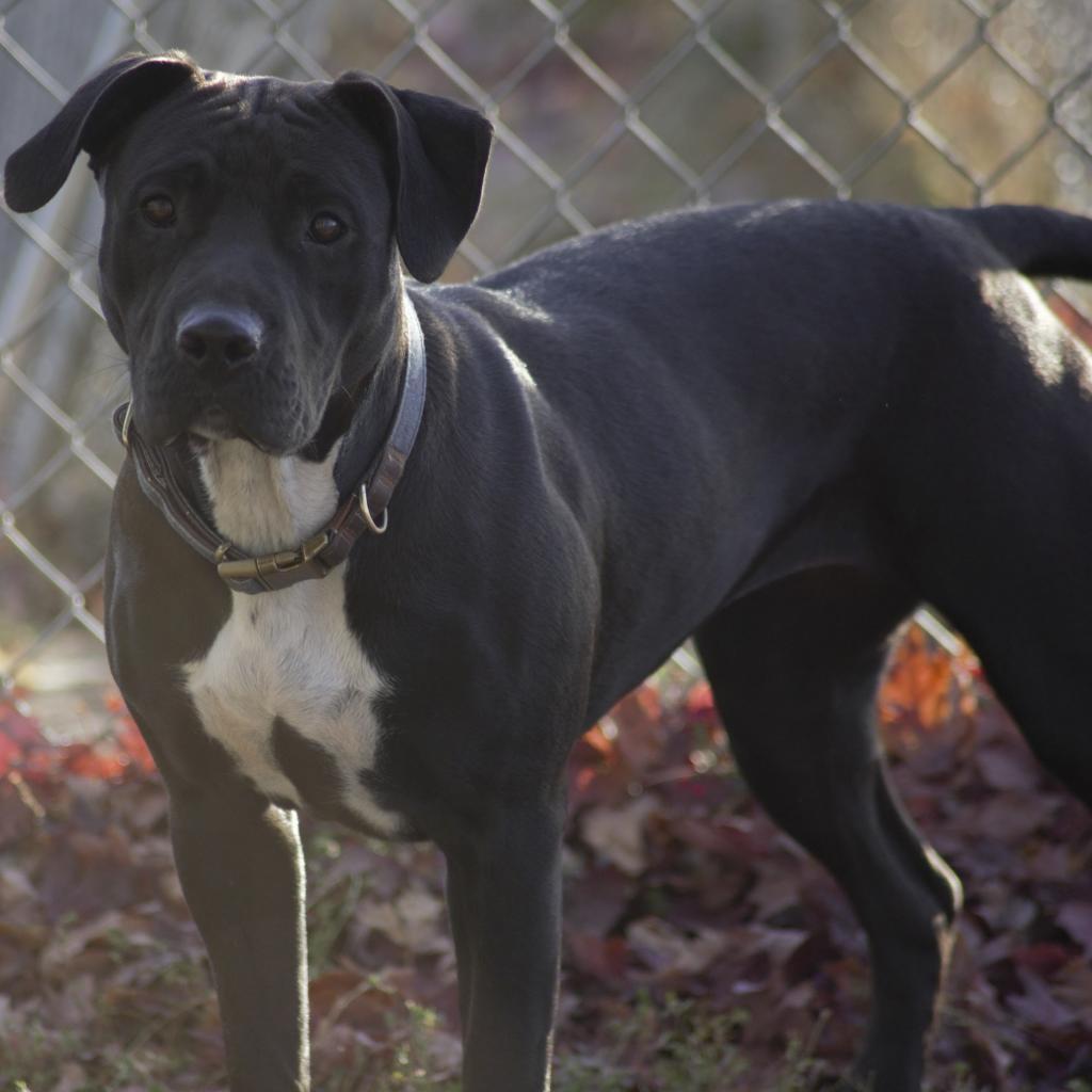 Inky, a Adoptable mixed breed in Milford, IA image 5/6