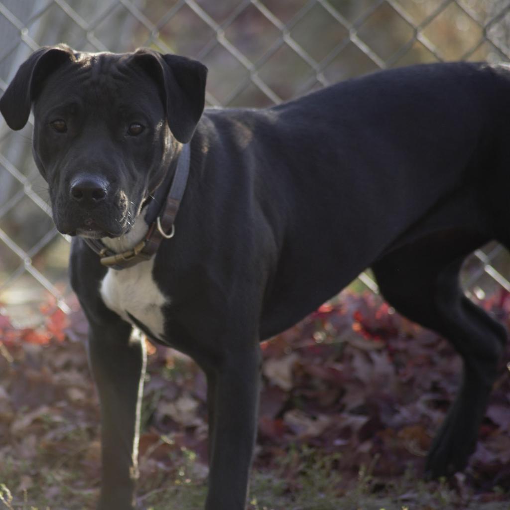 Inky, a Adoptable mixed breed in Milford, IA image 6/6