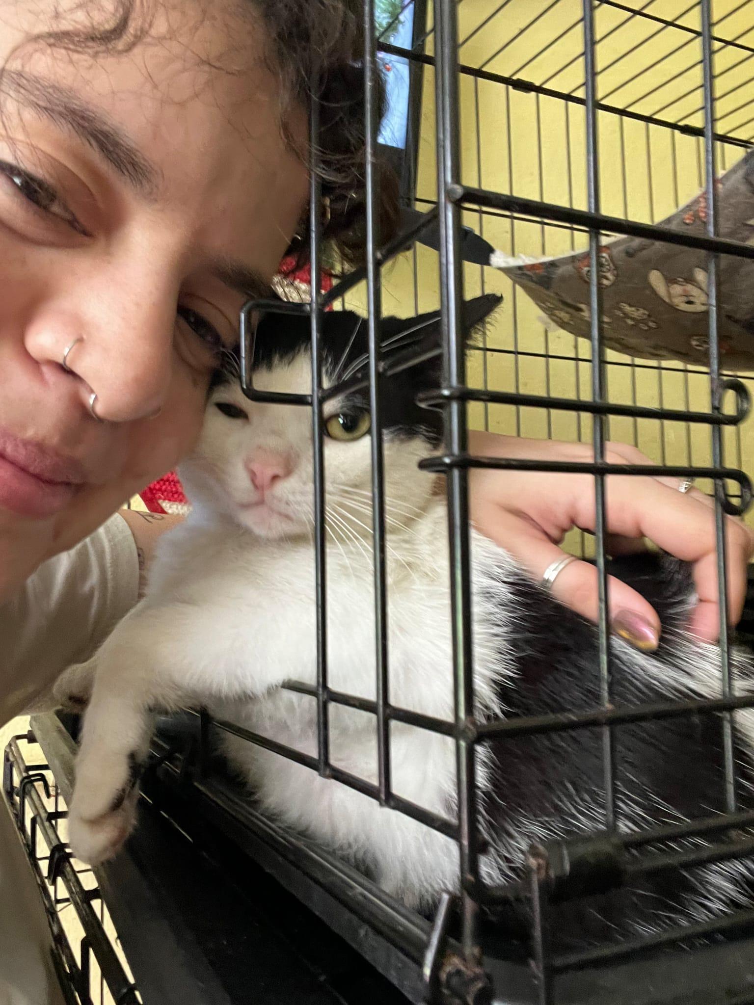 Oreo, an adopted Domestic Short Hair in Manchester, NH image 1/4