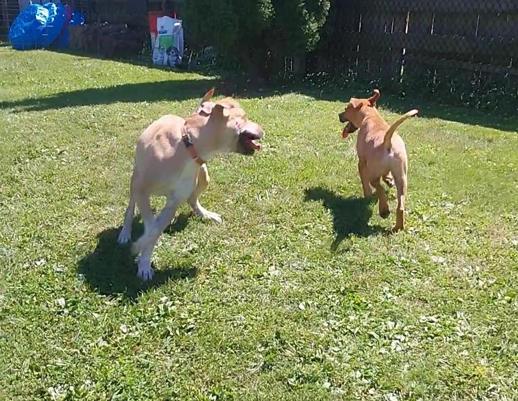 ELLA, Adoptable, Young Female Mixed Breed.
