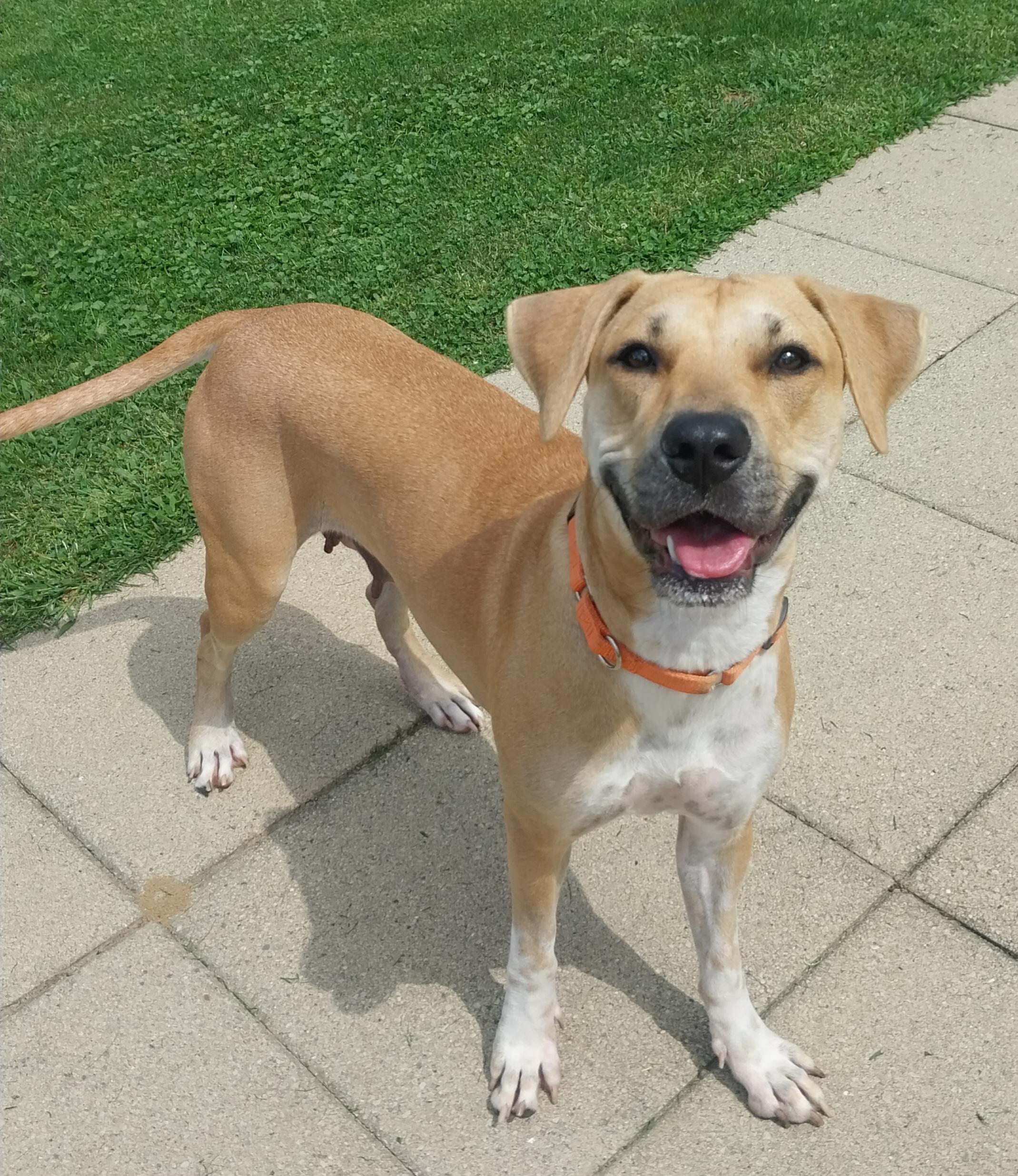 ELLA, Adoptable, Young Female Mixed Breed.