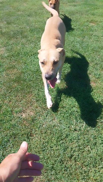 Enlarge ELLA, a Adoptable Mixed Breed in Louisville, OH video 2/4