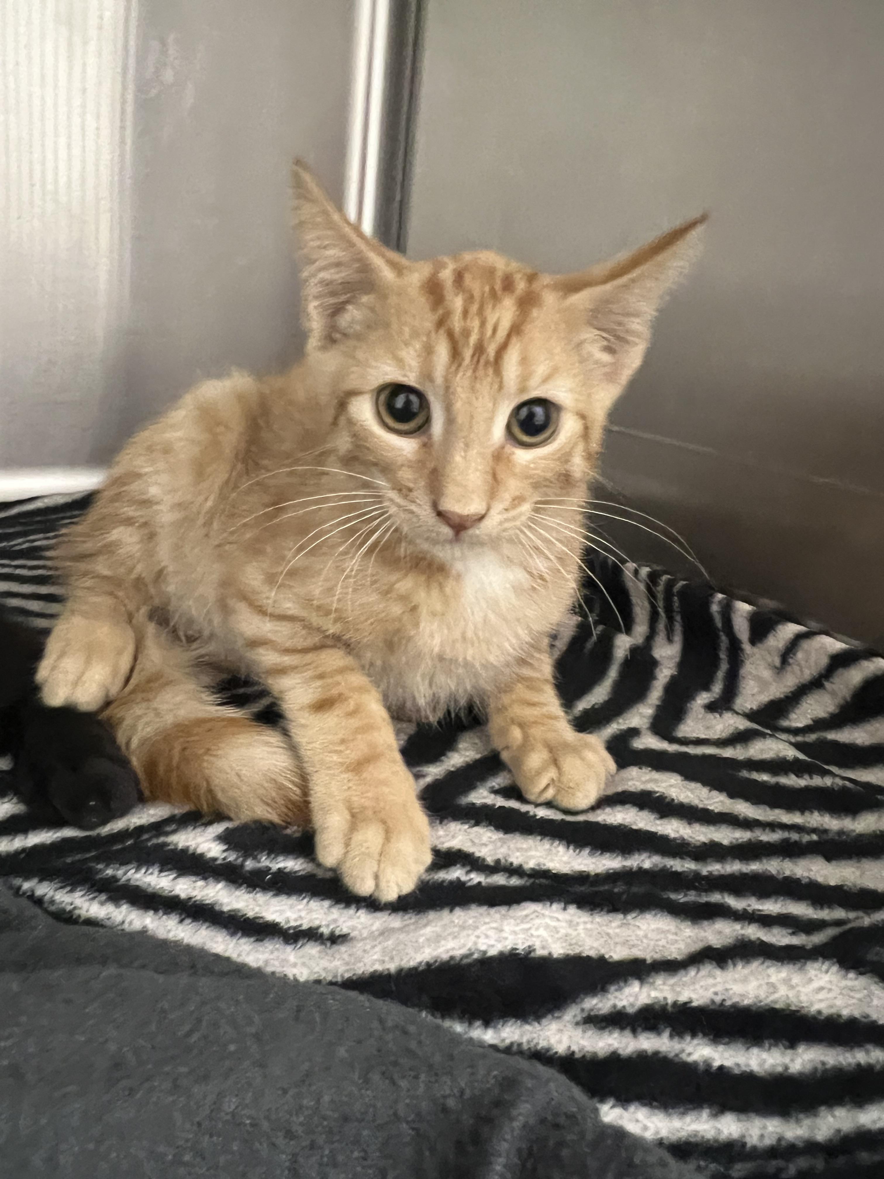 Enlarge Julius, a Adoptable mixed breed in Chico, CA image 1/1