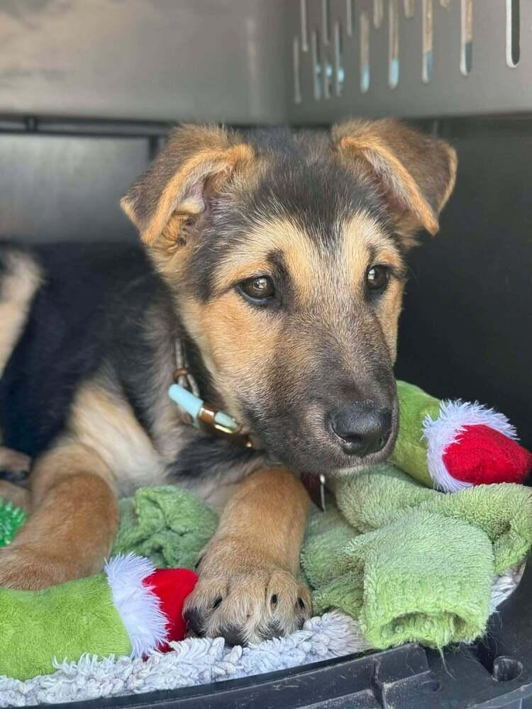 Urchin, Adoptable, Puppy Male German Shepherd Dog & Labrador Retriever.