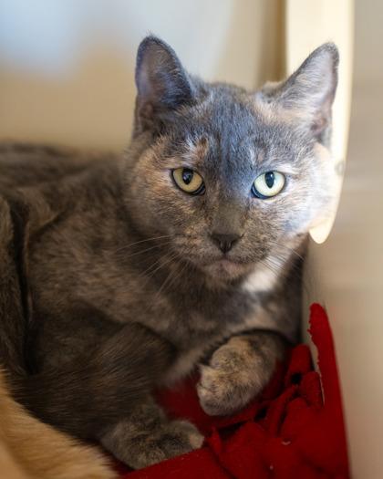 Kumo, Adoptable, Adult Female Domestic Short Hair & Domestic Short Hair.