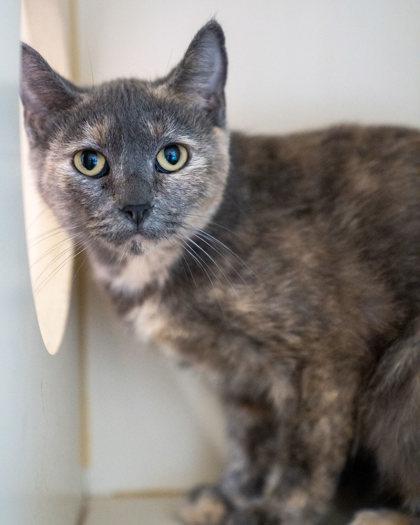 Kumo, Adoptable, Adult Female Domestic Short Hair & Domestic Short Hair.