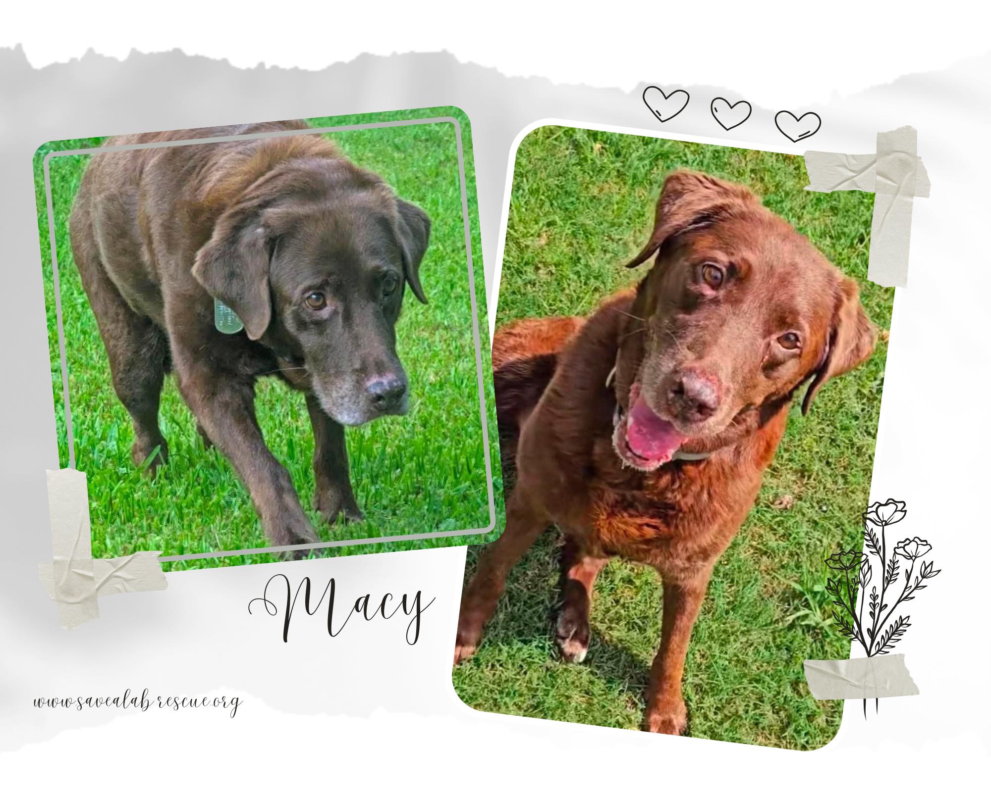 Enlarge Macy, a ADOPTABLE mixed breed in Middletown, RI image 1/1