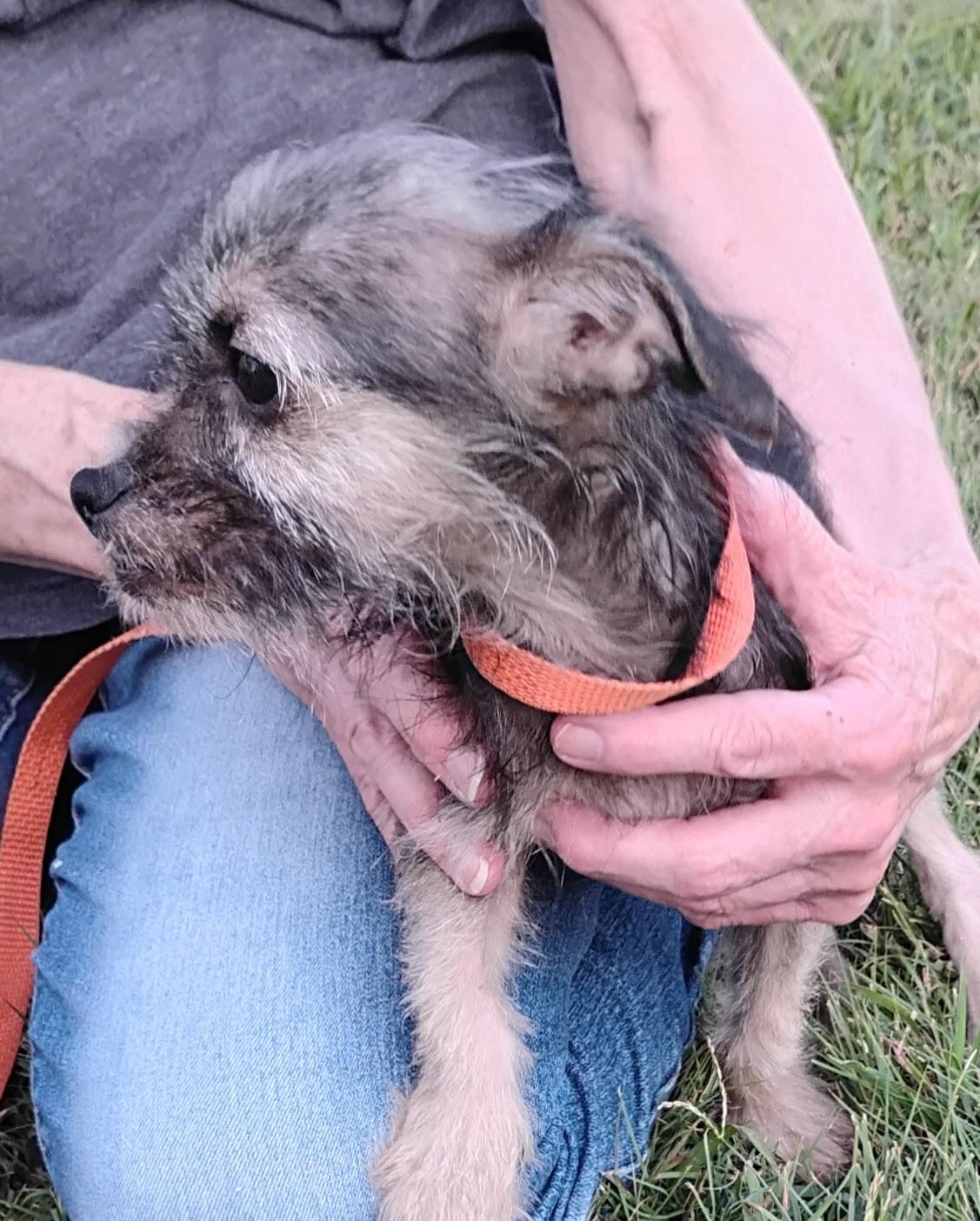 Enlarge Murray, a ADOPTABLE mixed breed in Sulphur, OK image 2/2
