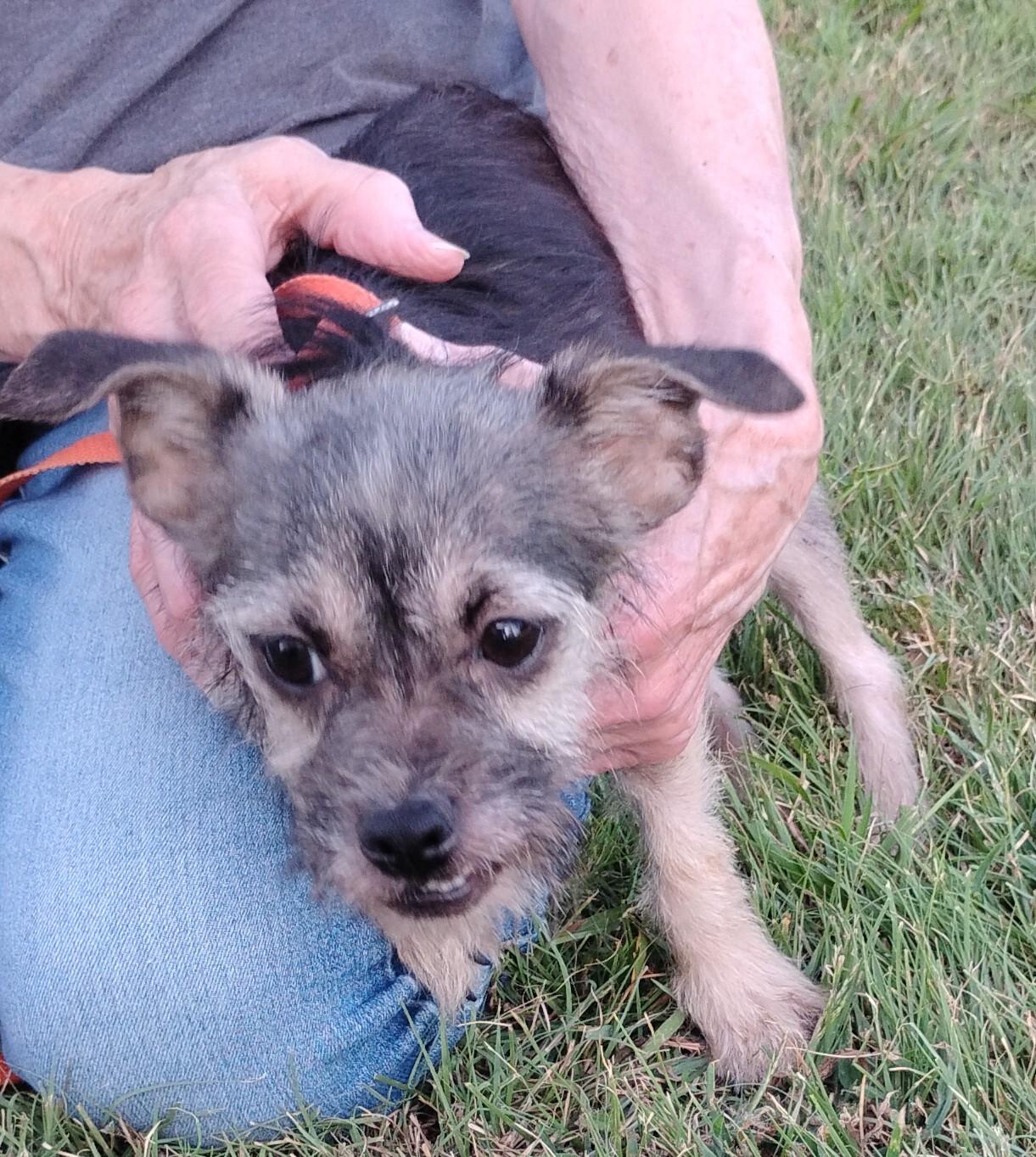 Enlarge Murray, a ADOPTABLE mixed breed in Sulphur, OK image 1/2