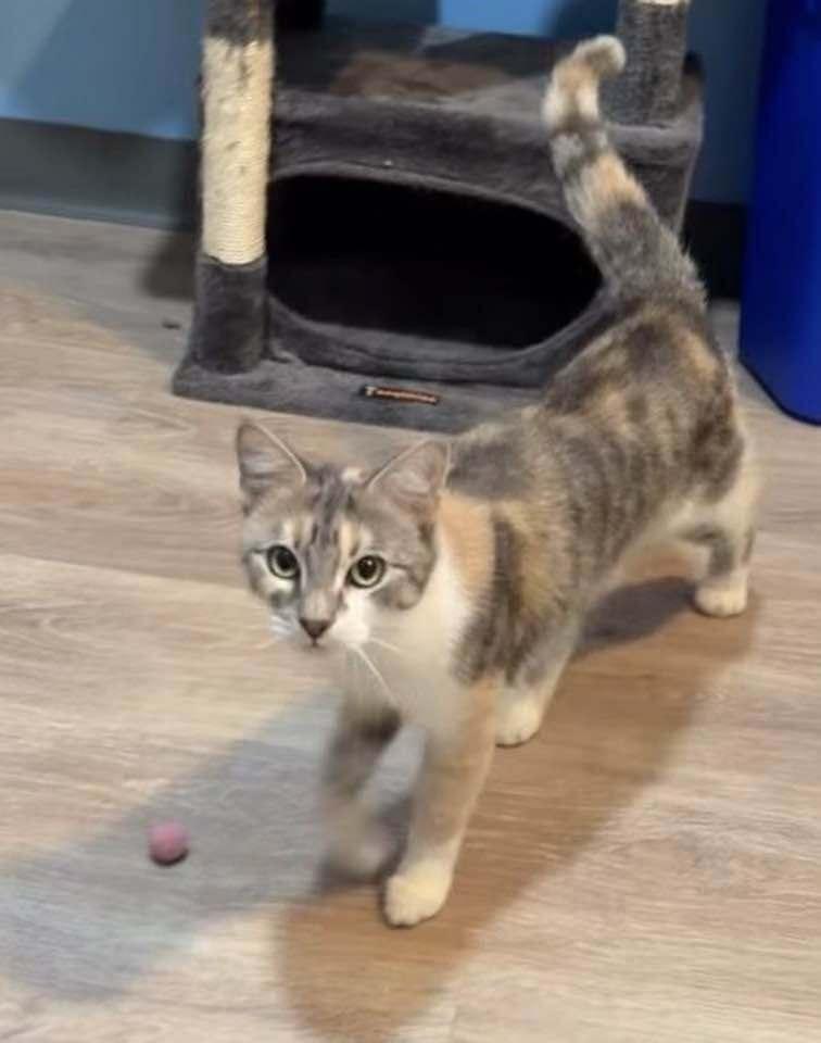 *Missy, Adoptable, Young Female Domestic Short Hair.