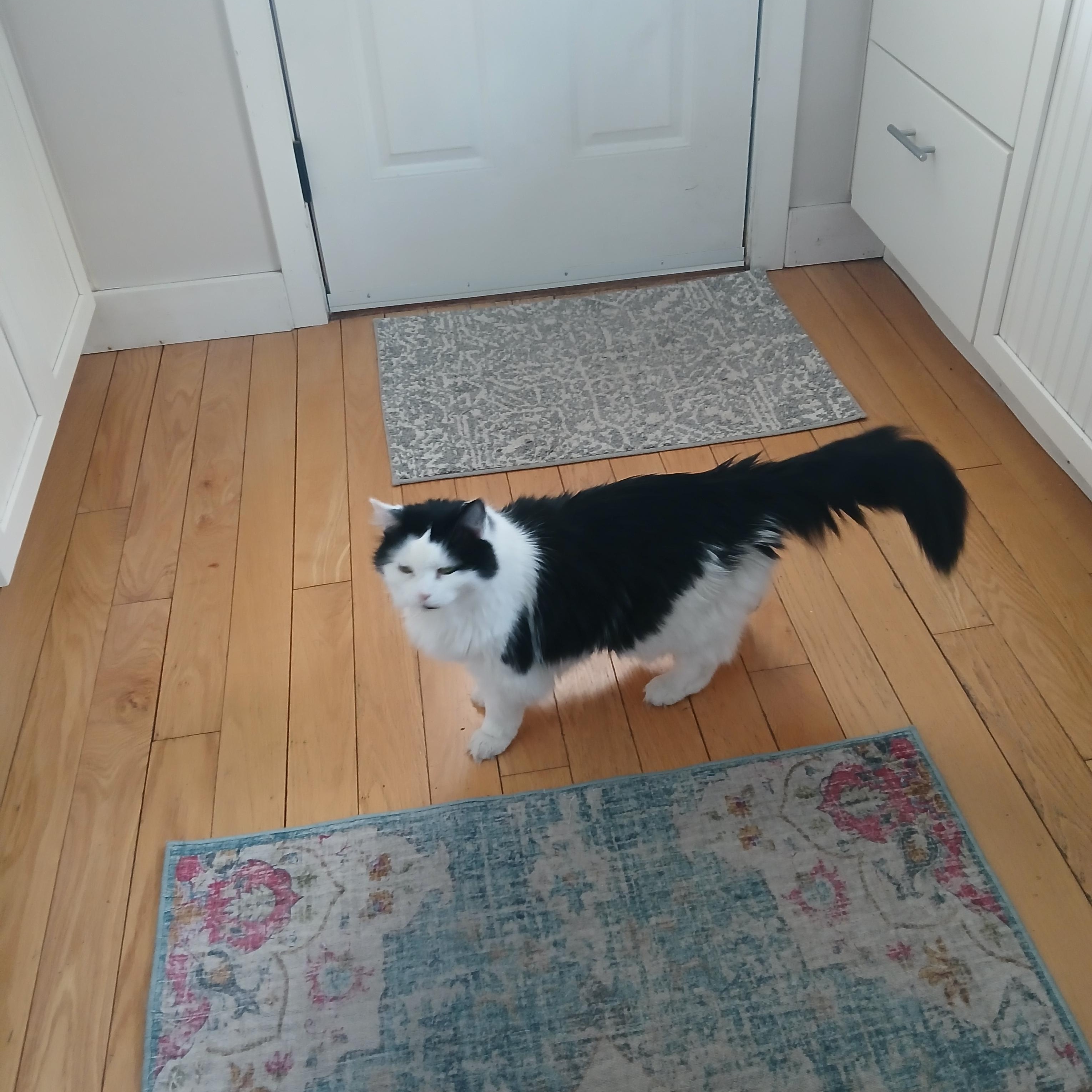 Enlarge Tessie, a ADOPTABLE Domestic Long Hair in Scituate, MA image 2/3