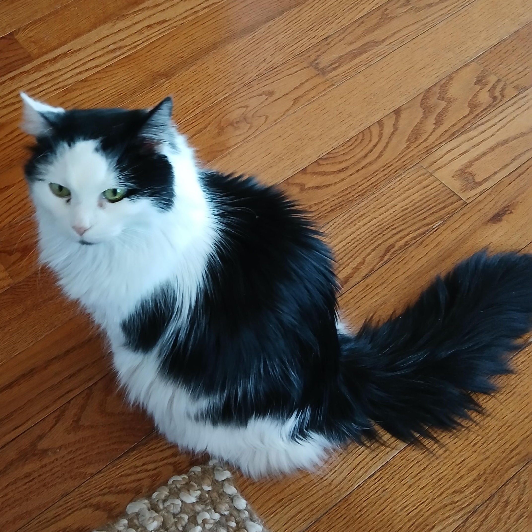 Tessie, ADOPTABLE, Senior Female Domestic Long Hair.