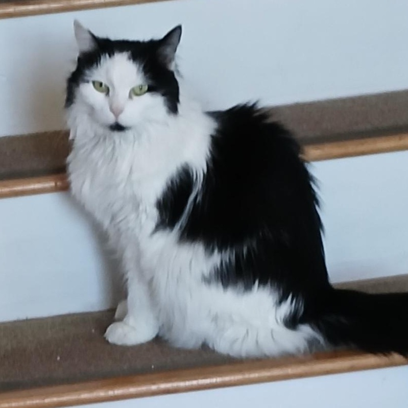 Enlarge Tessie, a ADOPTABLE Domestic Long Hair in Scituate, MA image 3/3