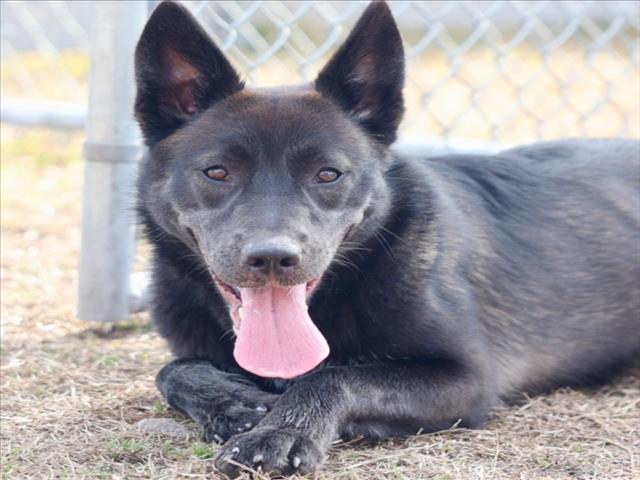 Enlarge A512479, a Adoptable mixed breed in Wilmington, NC image 1/1