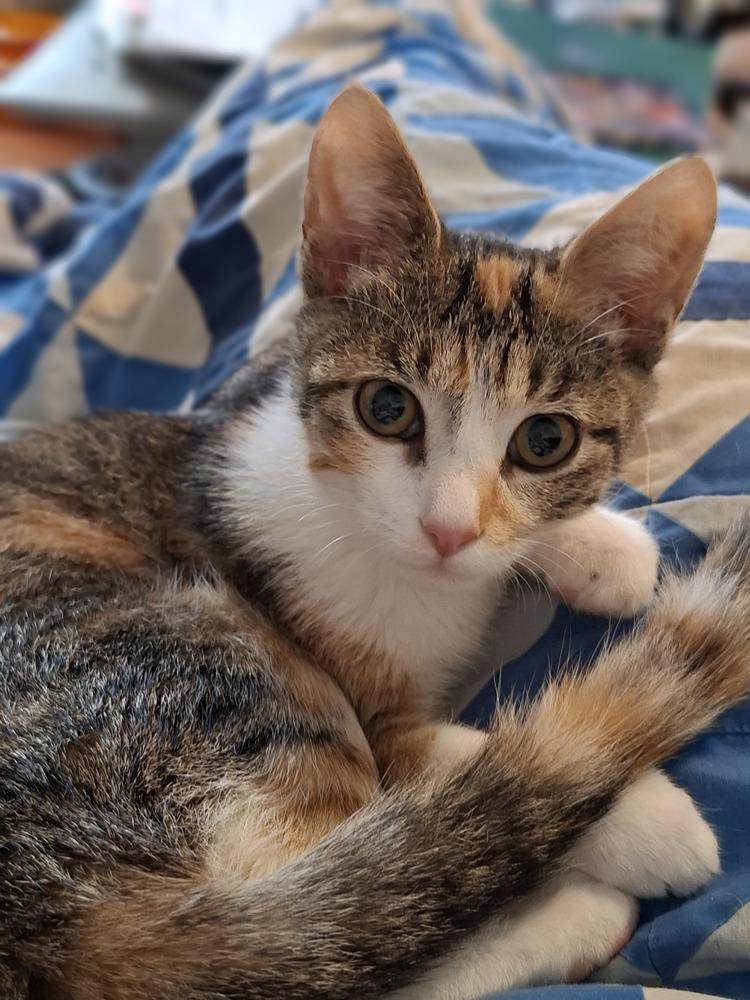 Paisley, Adoptable, Kitten Female Domestic Short Hair.