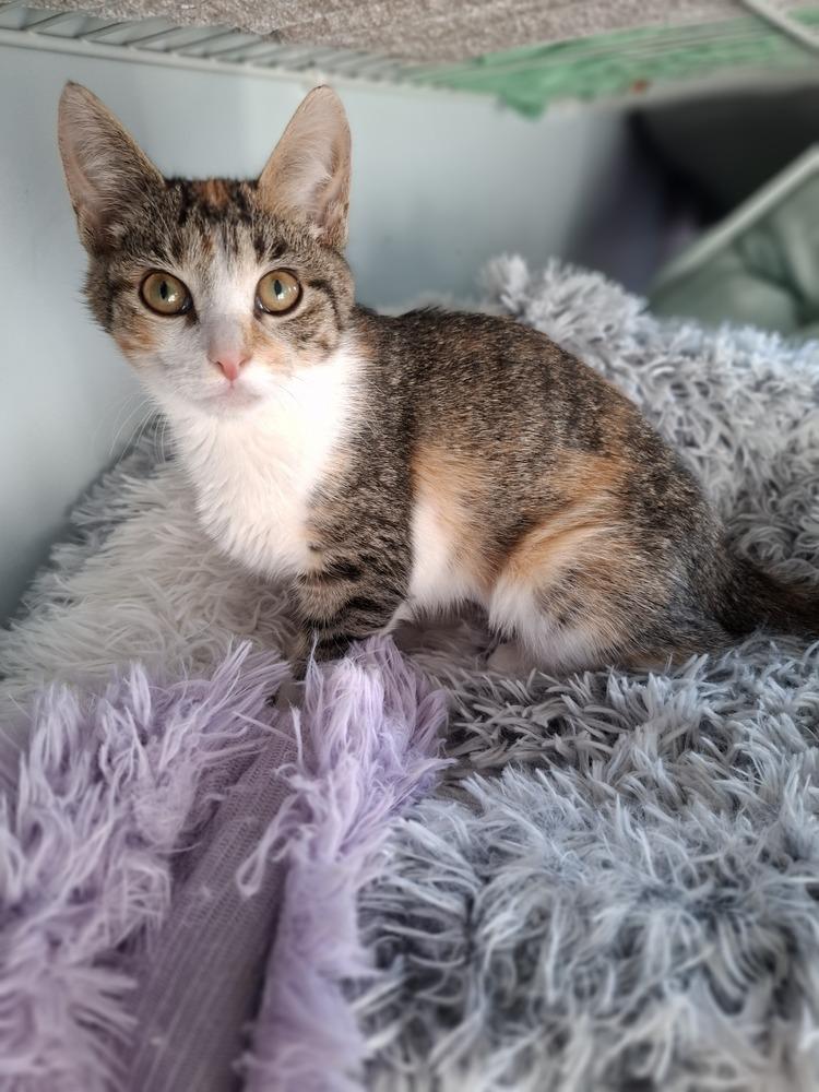 Enlarge Paisley, a Adoptable Domestic Short Hair in Lewisburg, TN image 2/3
