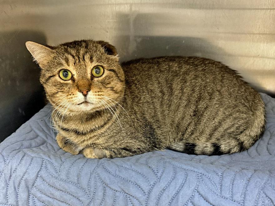 Henry, a ADOPTABLE Domestic Short Hair in East Falmouth, MA image 3/5