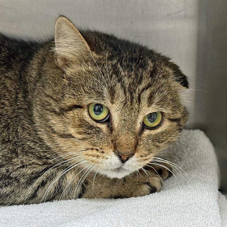 Henry, a ADOPTABLE Domestic Short Hair in East Falmouth, MA image 4/5