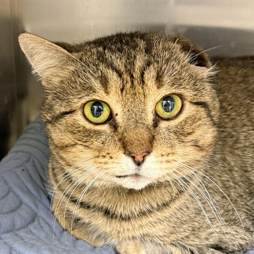 Henry, a ADOPTABLE Domestic Short Hair in East Falmouth, MA image 2/5