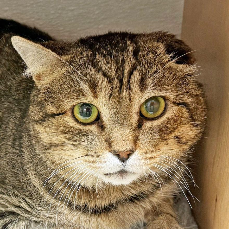 Henry, a ADOPTABLE Domestic Short Hair in East Falmouth, MA image 1/5
