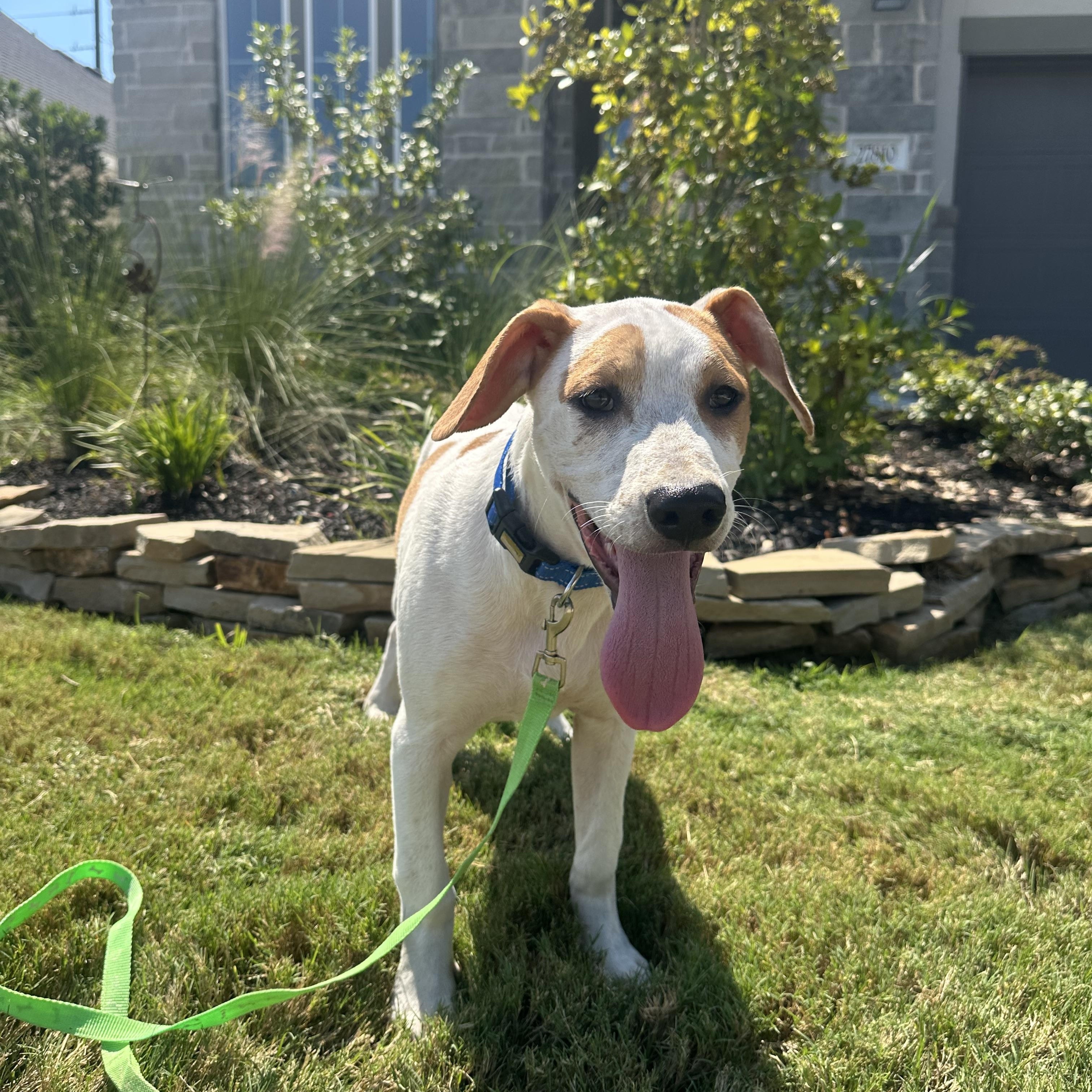 Dallas - Adoptable Pet | Petfinder