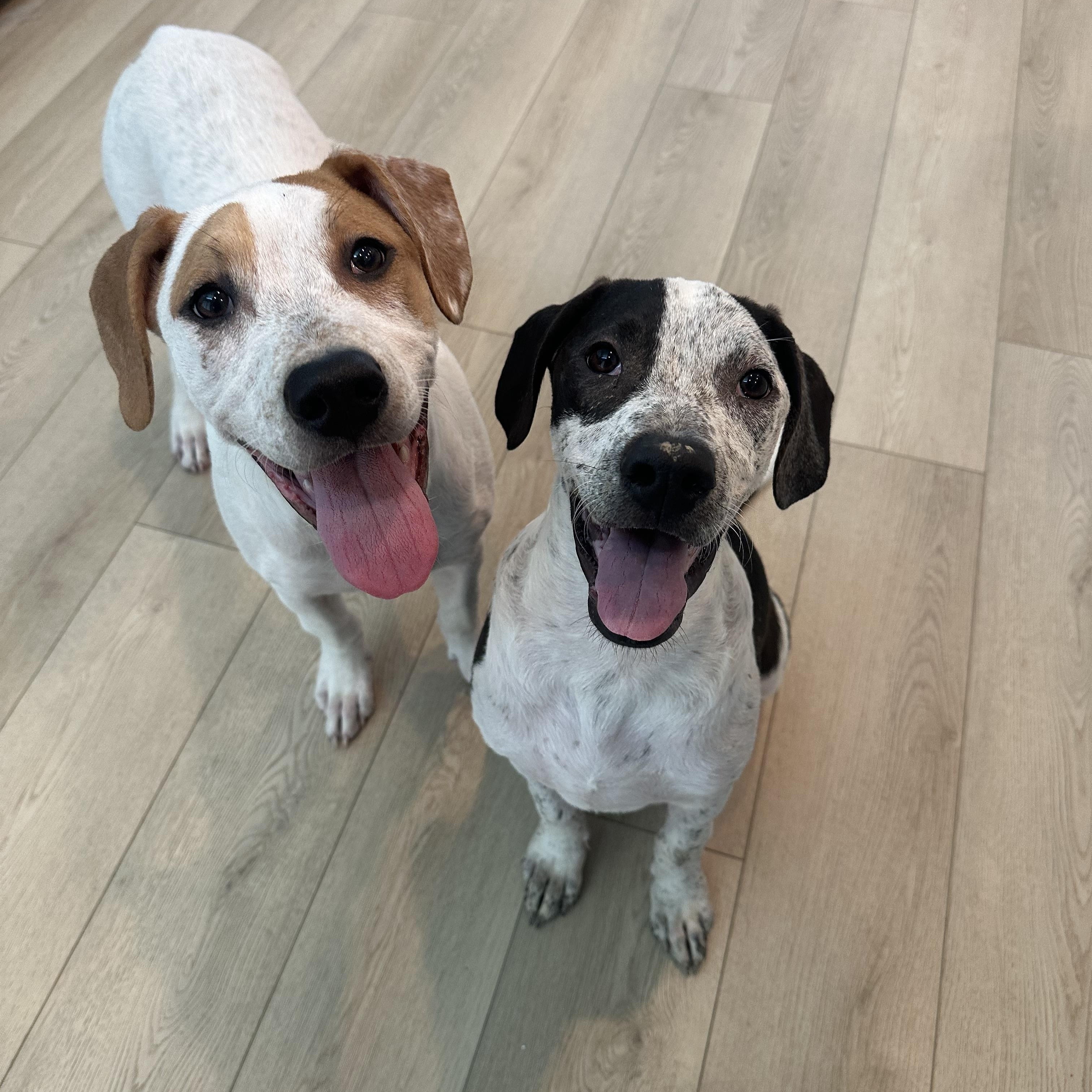 Dallas - Adoptable Pet | Petfinder