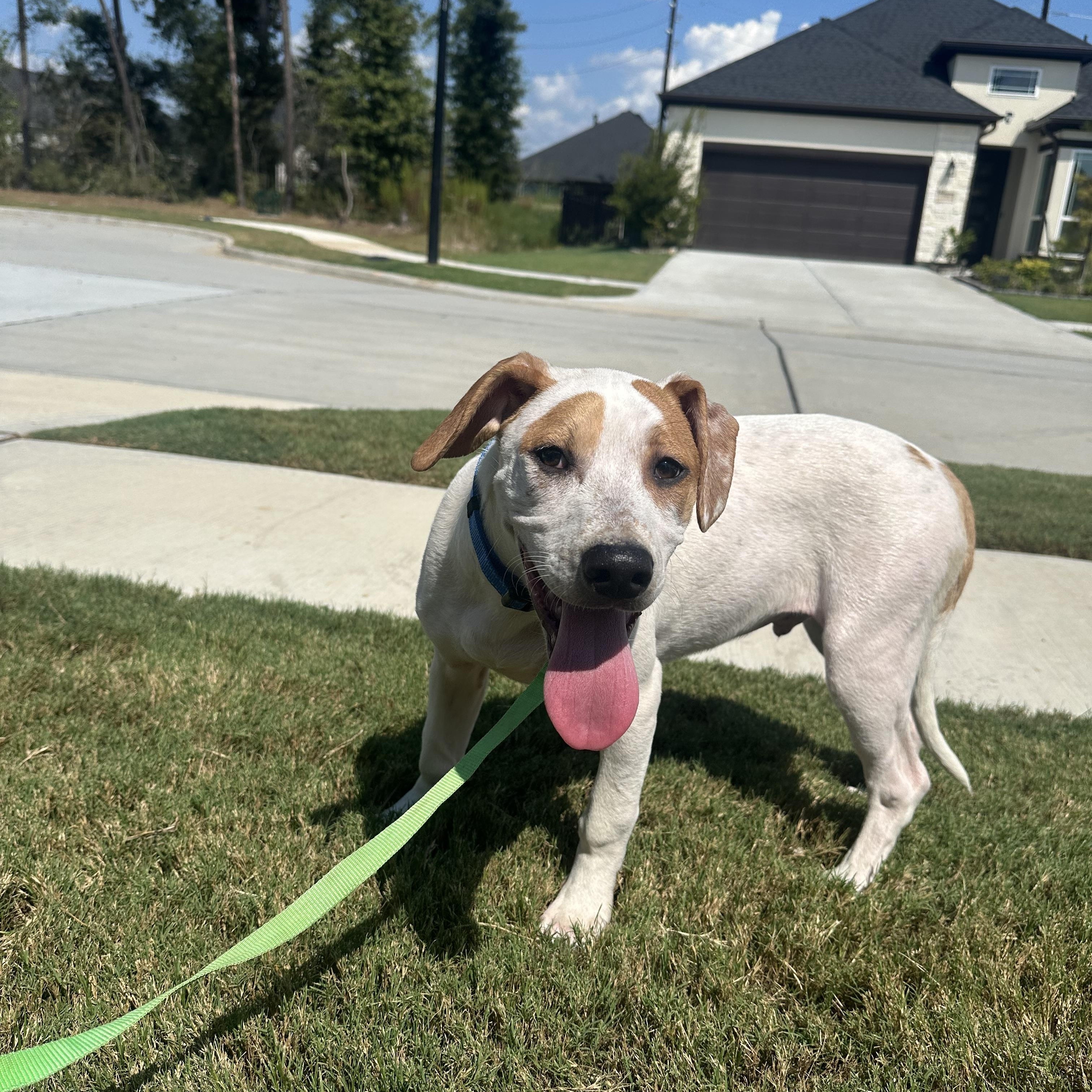 Dallas - Adoptable Pet | Petfinder