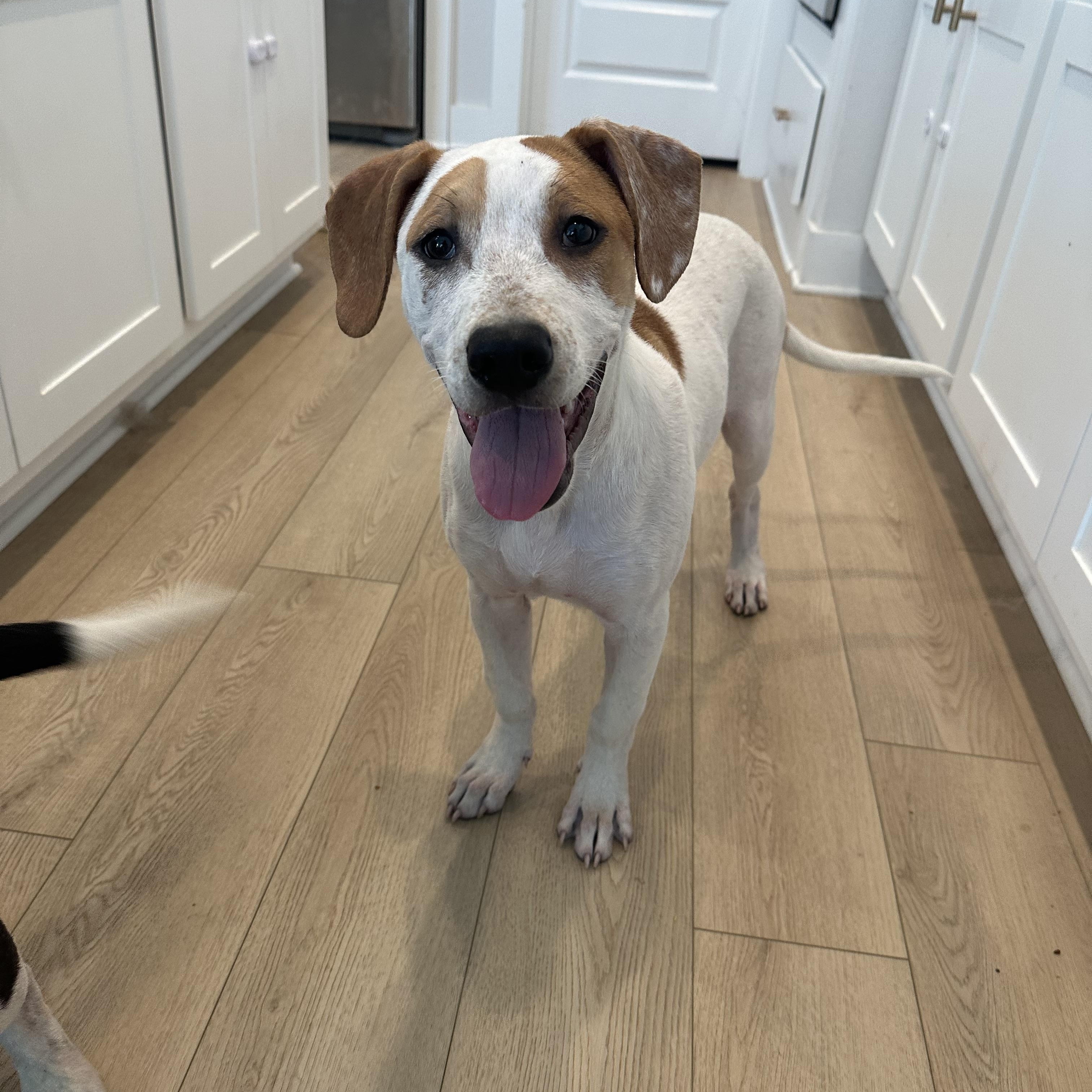 Dallas - Adoptable Pet | Petfinder