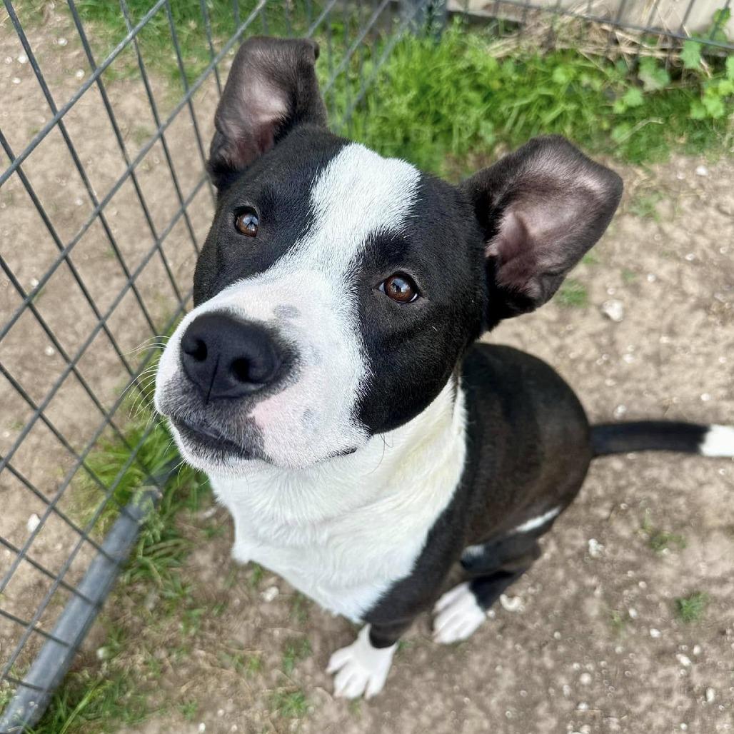 Bun Bun, a Adoptable American Staffordshire Terrier in Pittsburgh, PA image 3/6