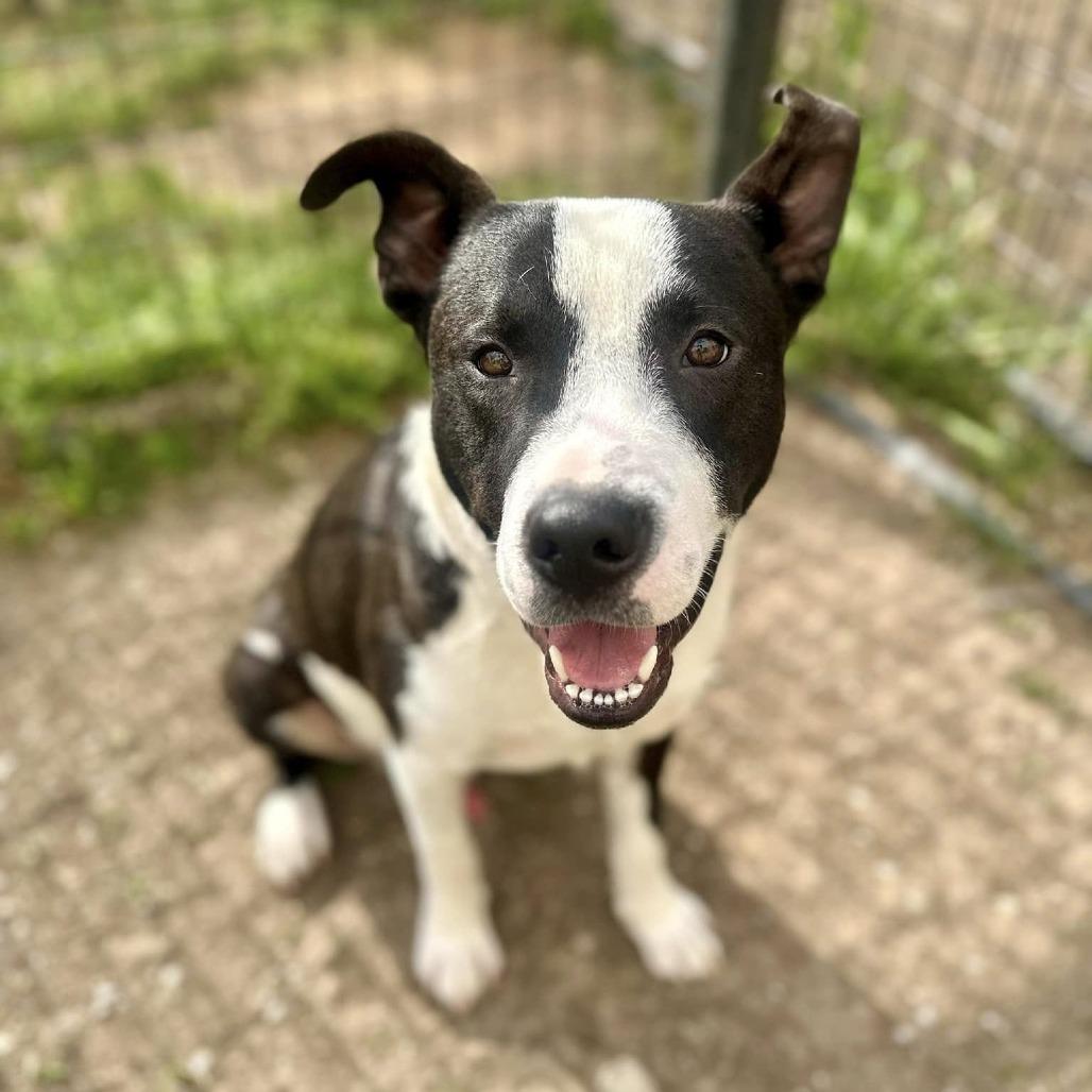 Bun Bun, a Adoptable American Staffordshire Terrier in Pittsburgh, PA image 6/6