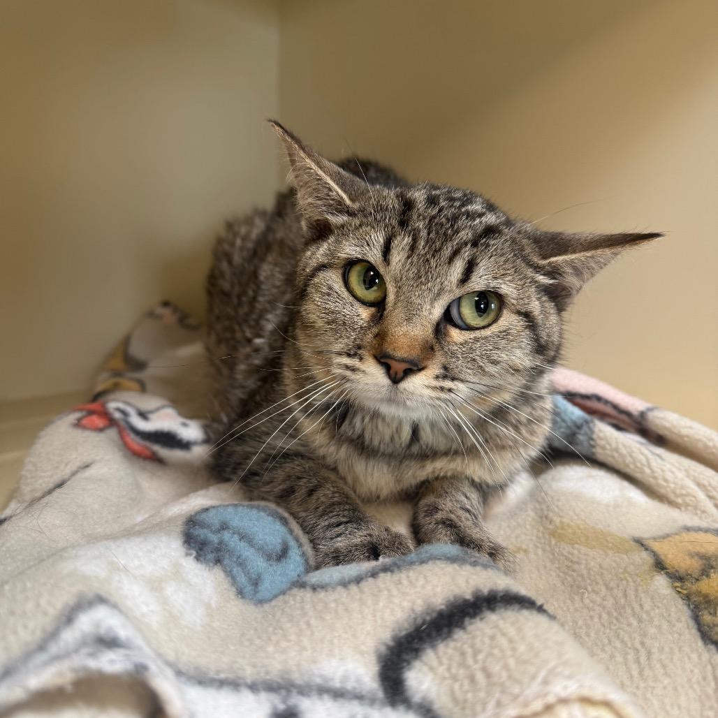 Lorelai, Adoptable, Adult Female Domestic Short Hair.