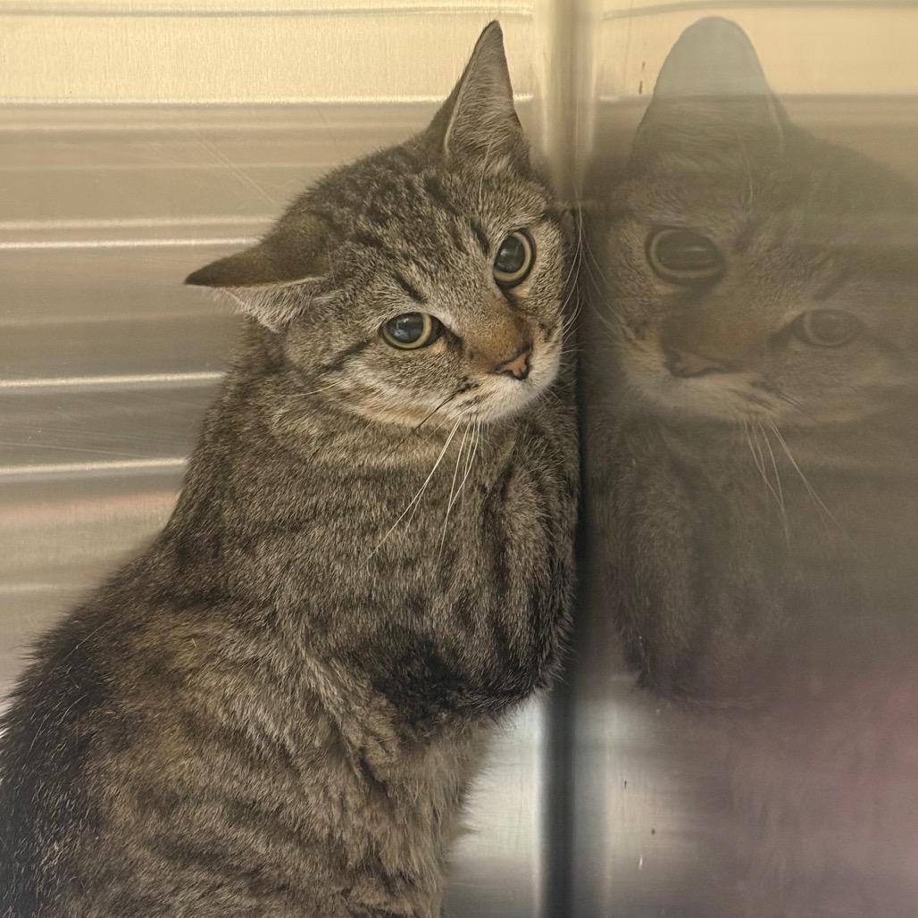 Enlarge Lorelai, a Adoptable Domestic Short Hair in Cody, WY image 2/4